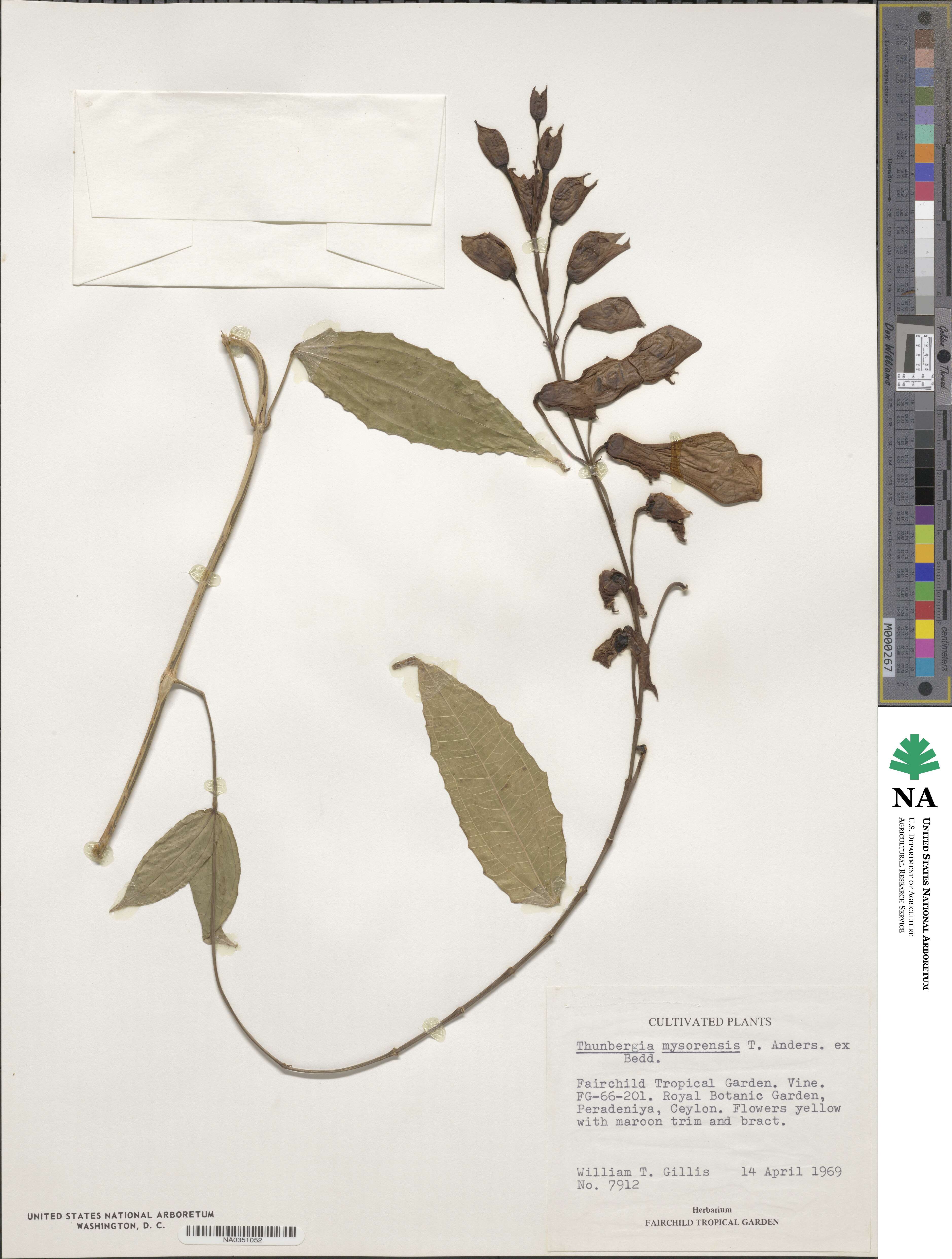 Thunbergia mysorensis image