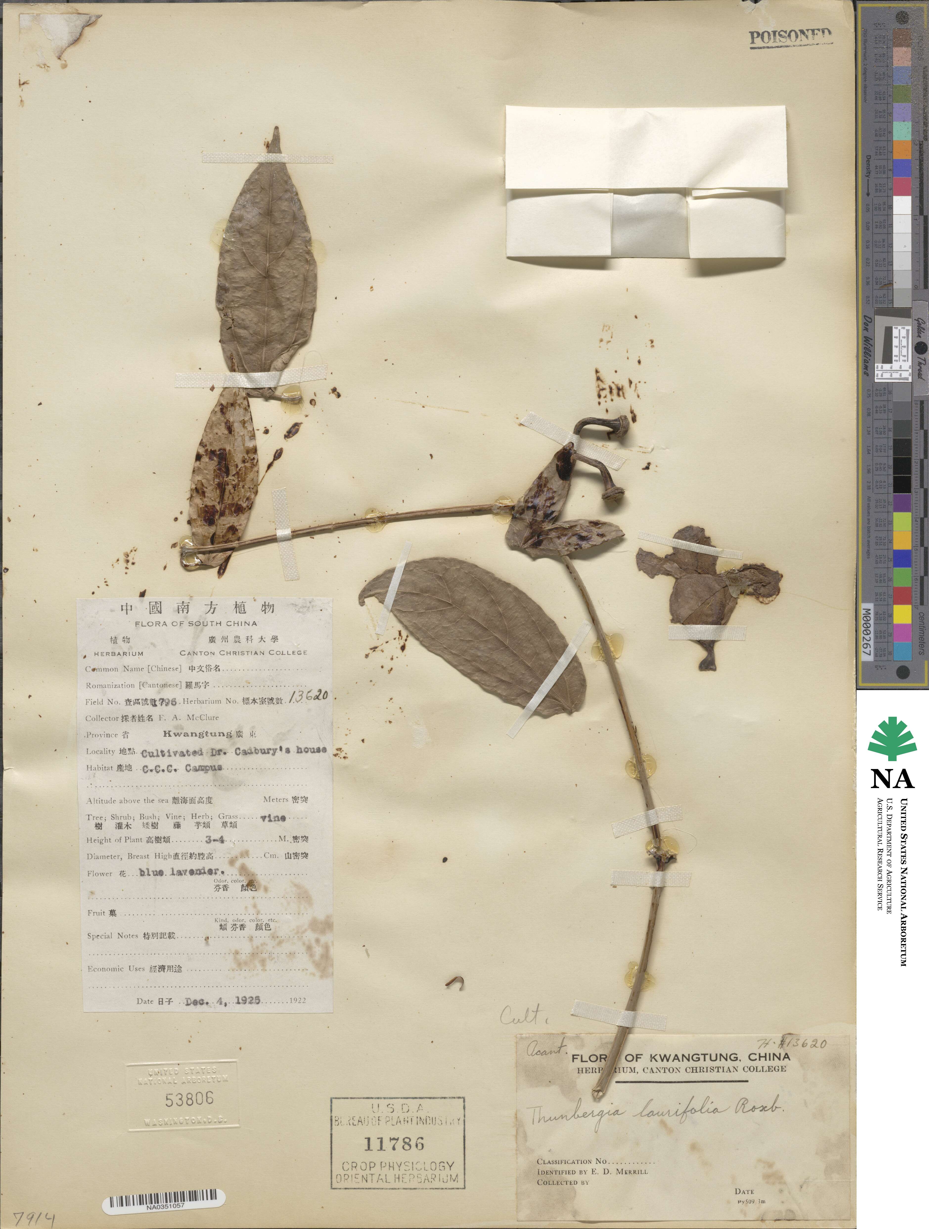 Thunbergia laurifolia image
