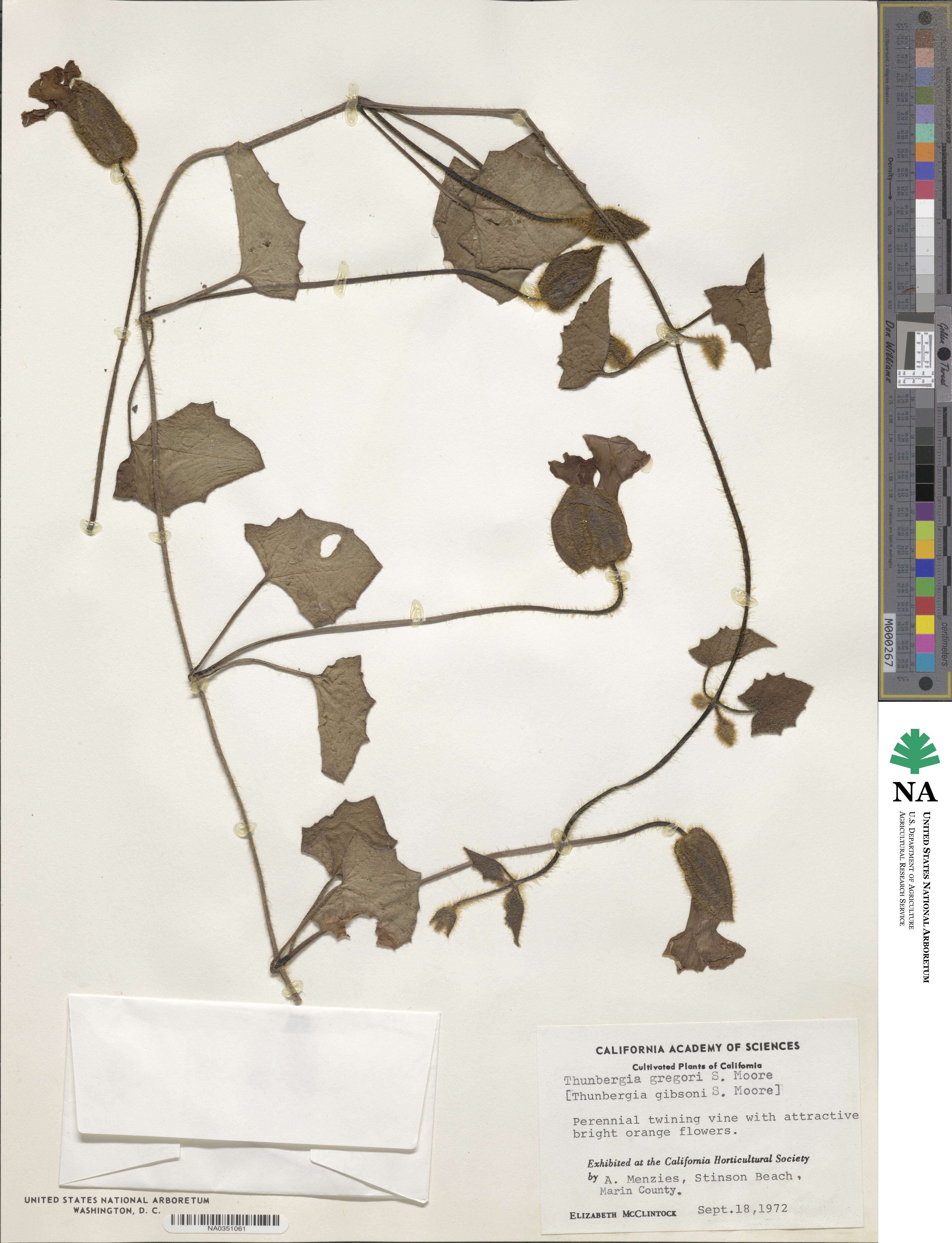 Thunbergia gregorii image