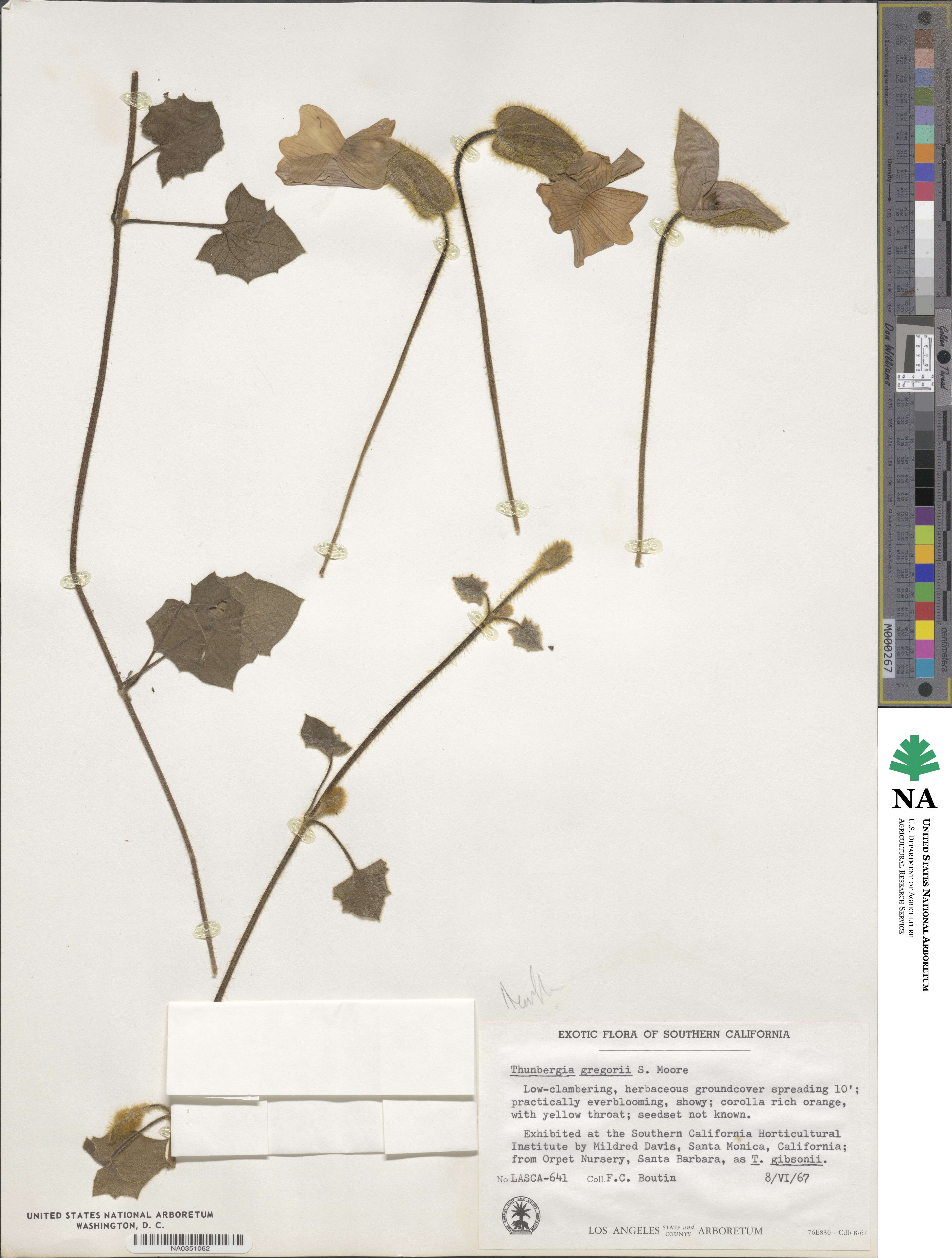 Thunbergia gregorii image