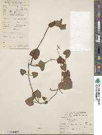 Image Associated With the Occurence