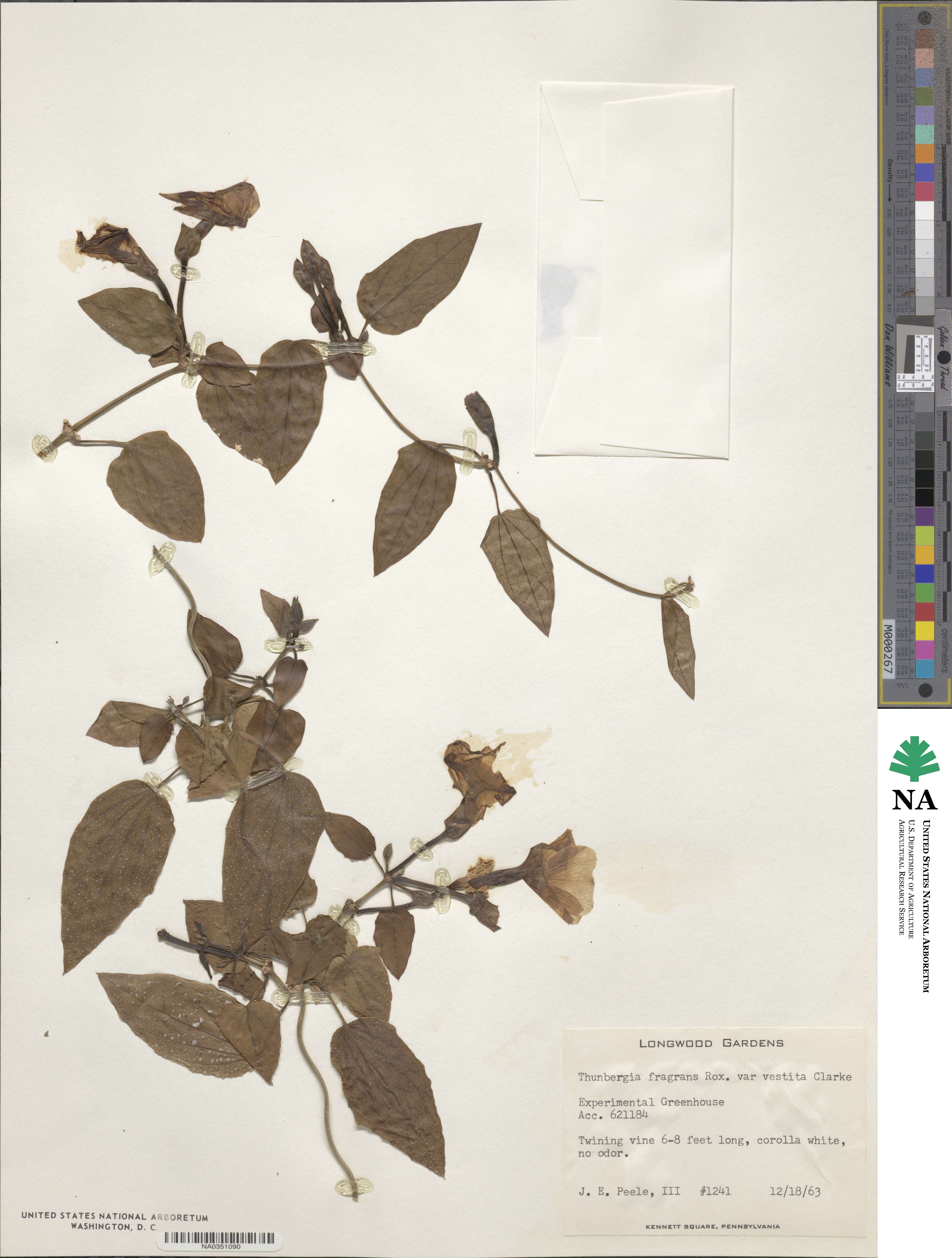 Thunbergia laevis image