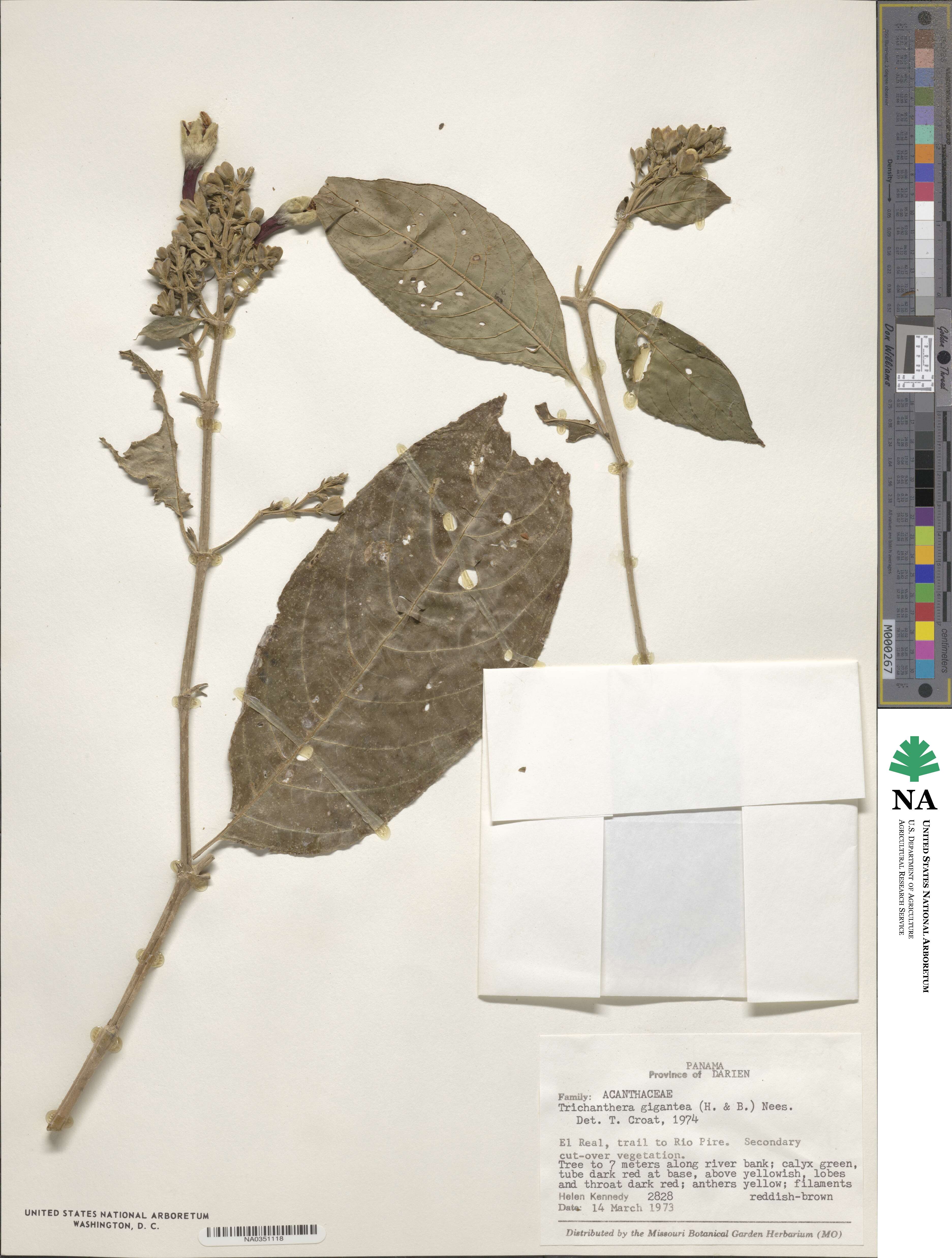 Trichanthera gigantea image