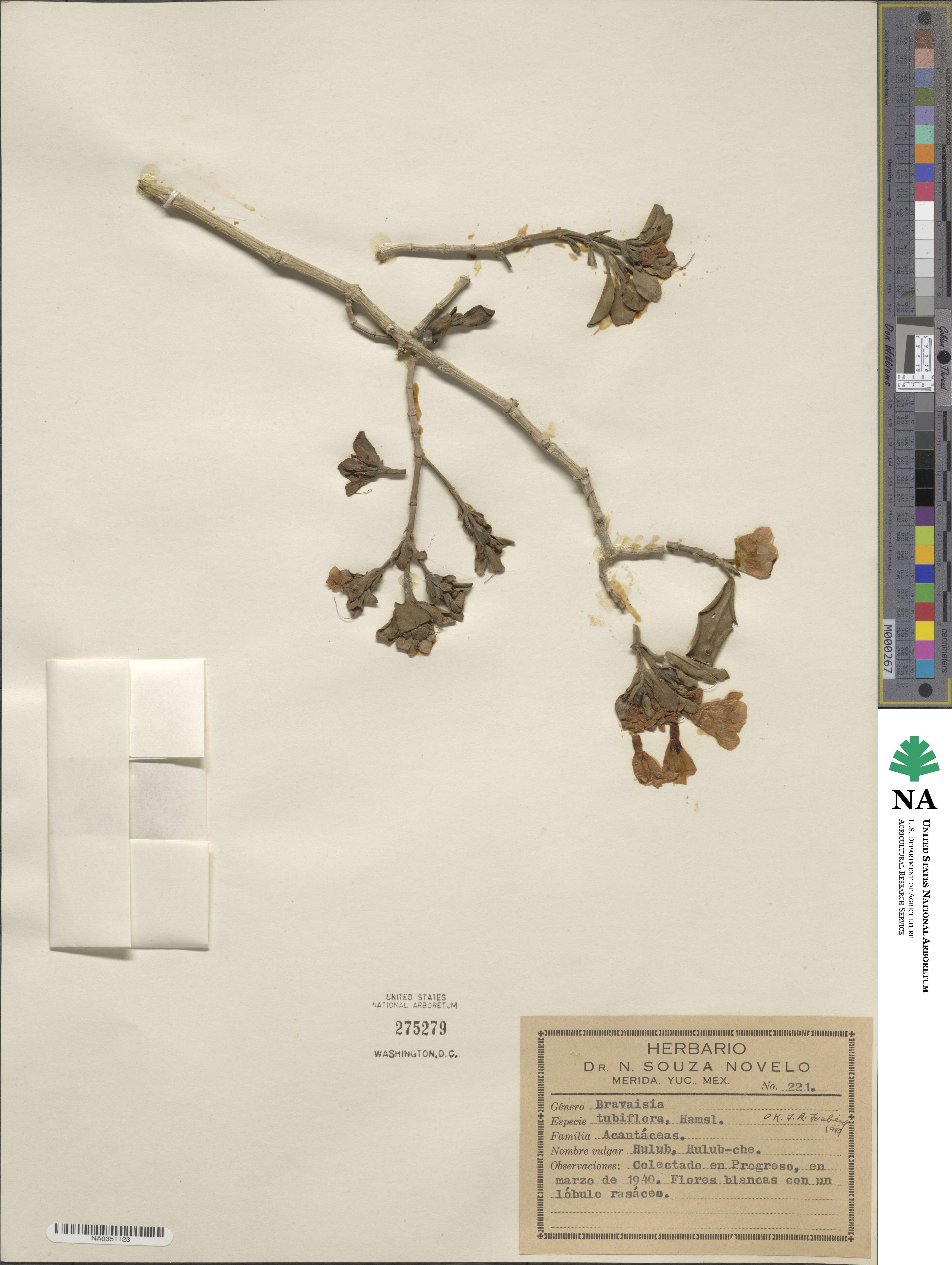 Bravaisia berlandieriana image