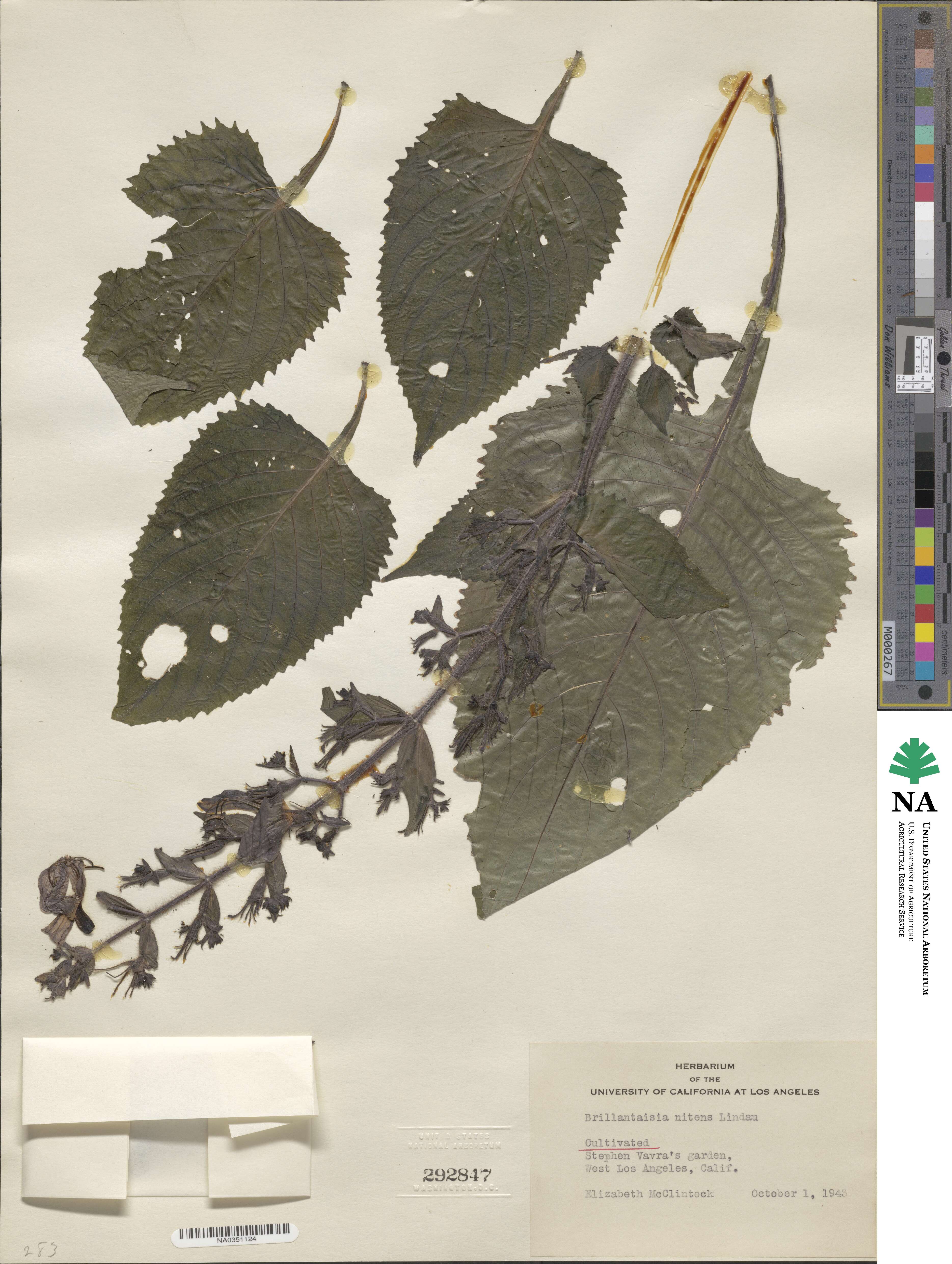 Brillantaisia owariensis image