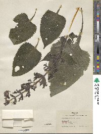 Image Associated With the Occurence