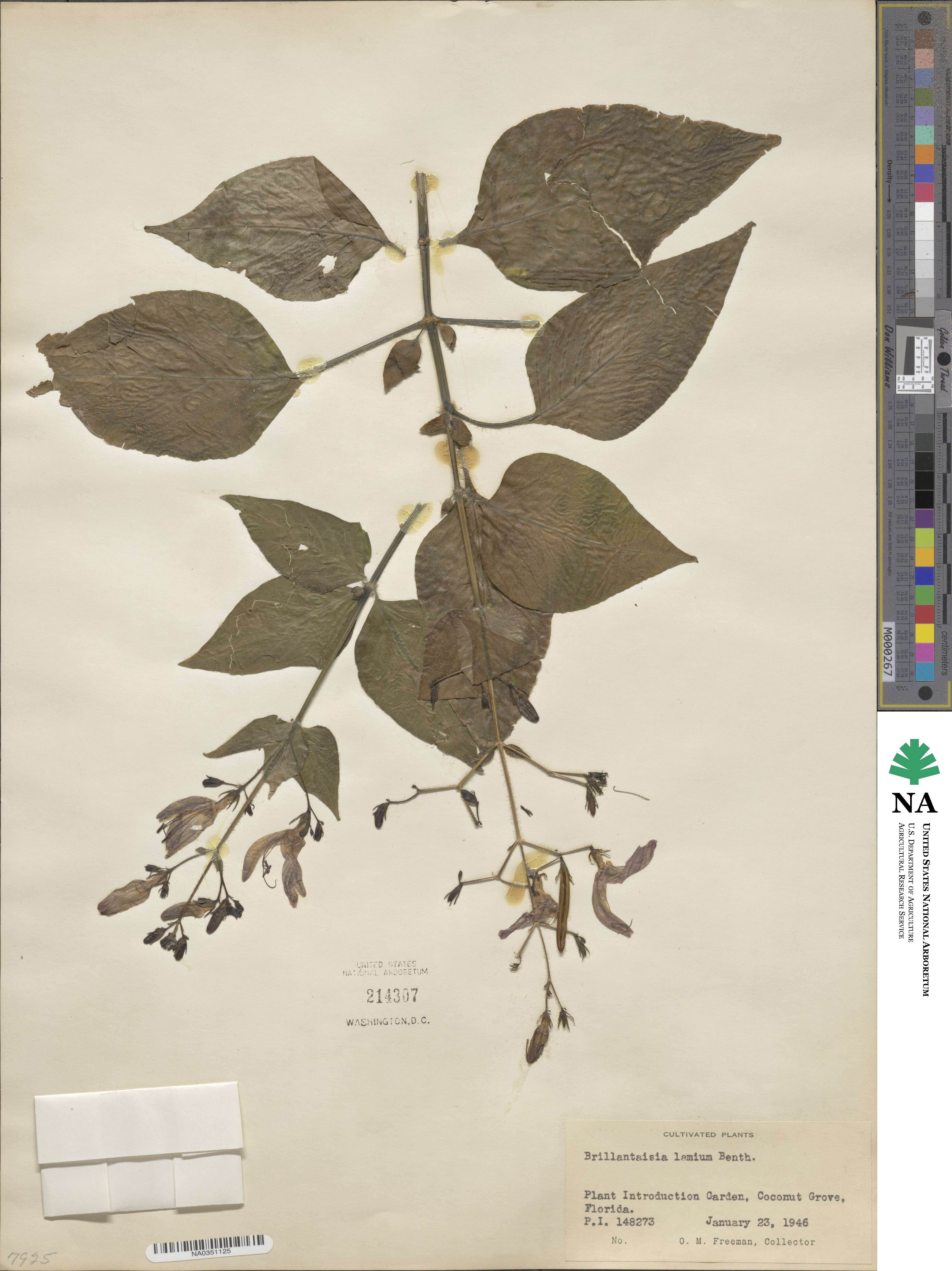 Brillantaisia lamium image