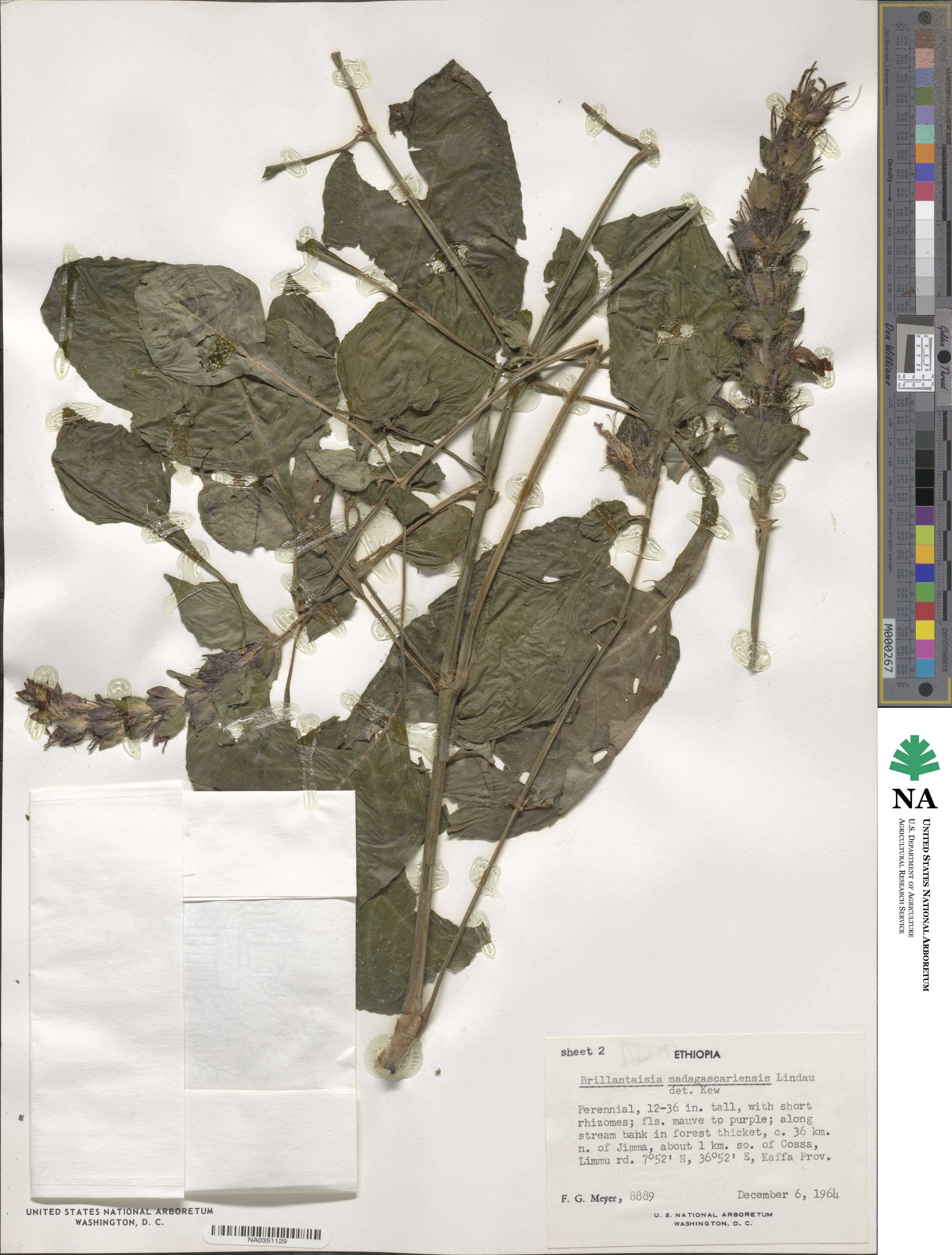 Brillantaisia madagascariensis image