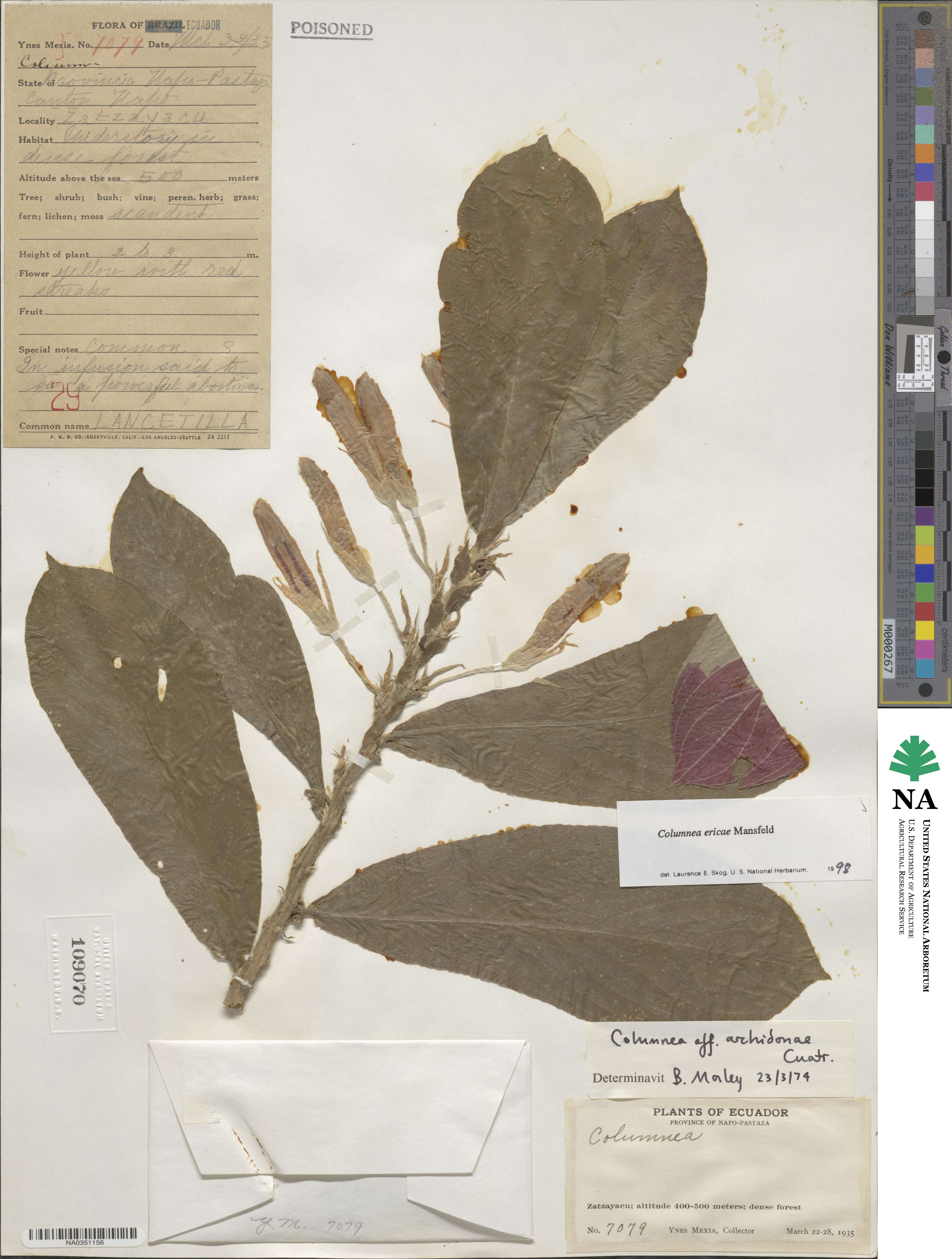 Columnea ericae image