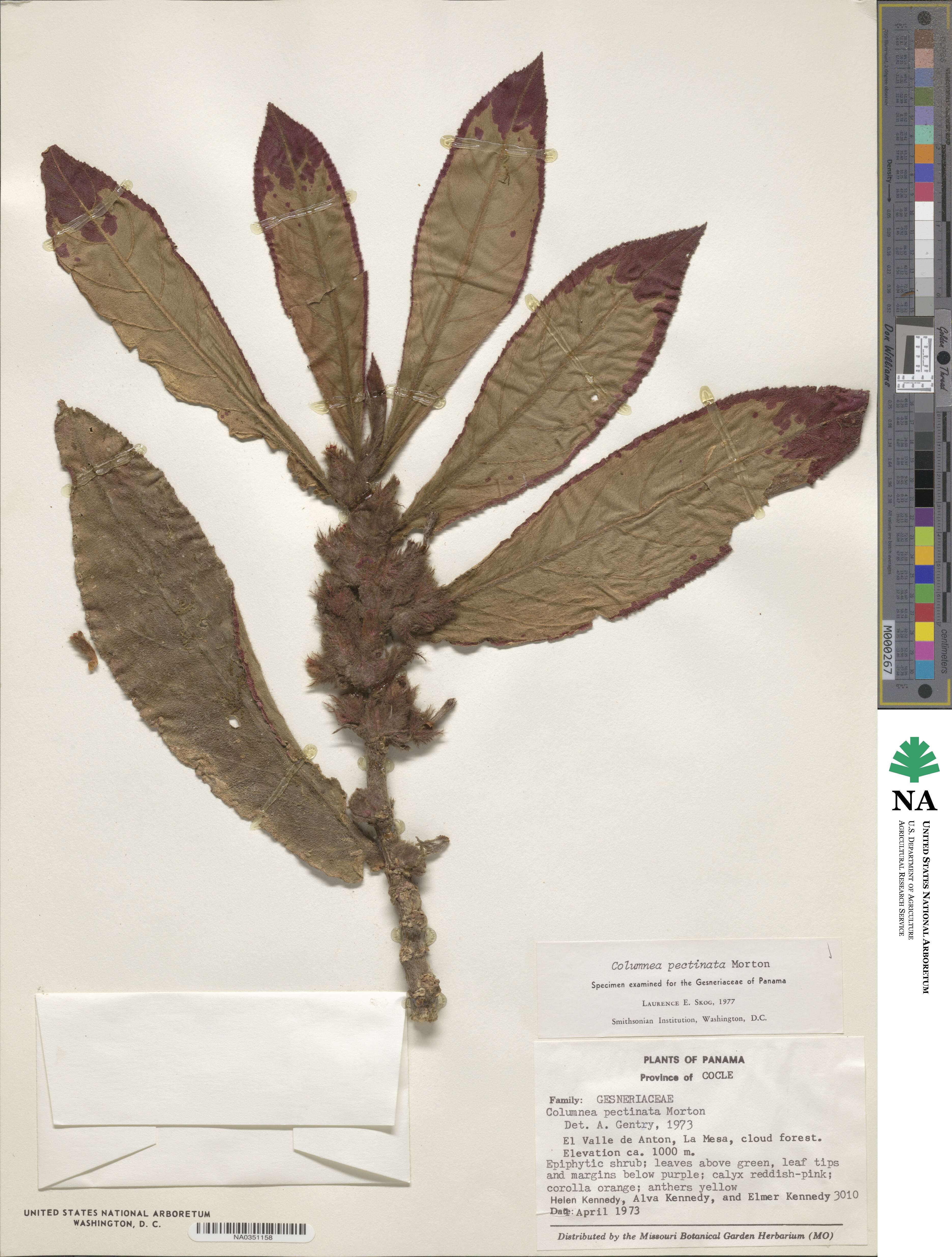 Columnea pectinata image