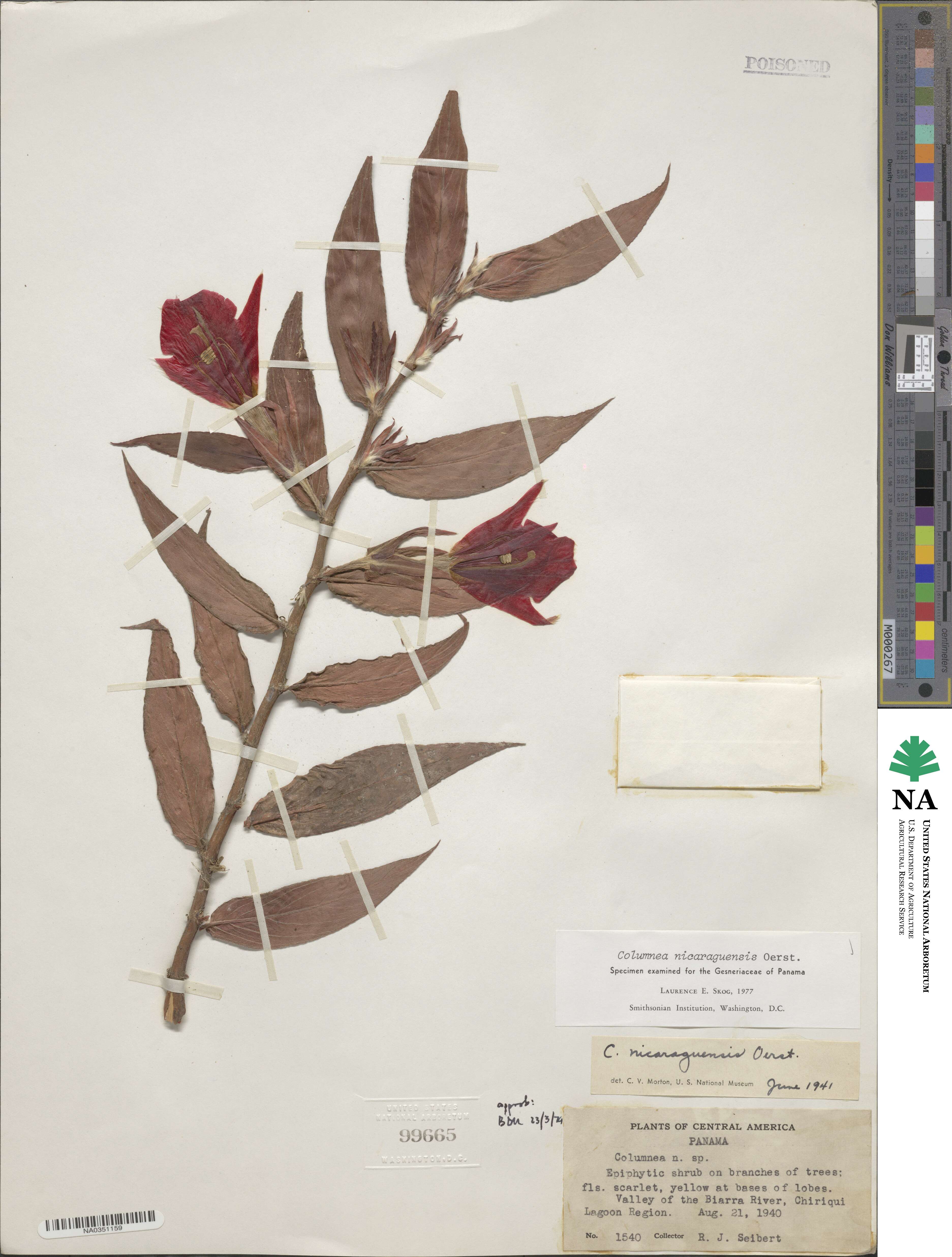 Columnea nicaraguensis image