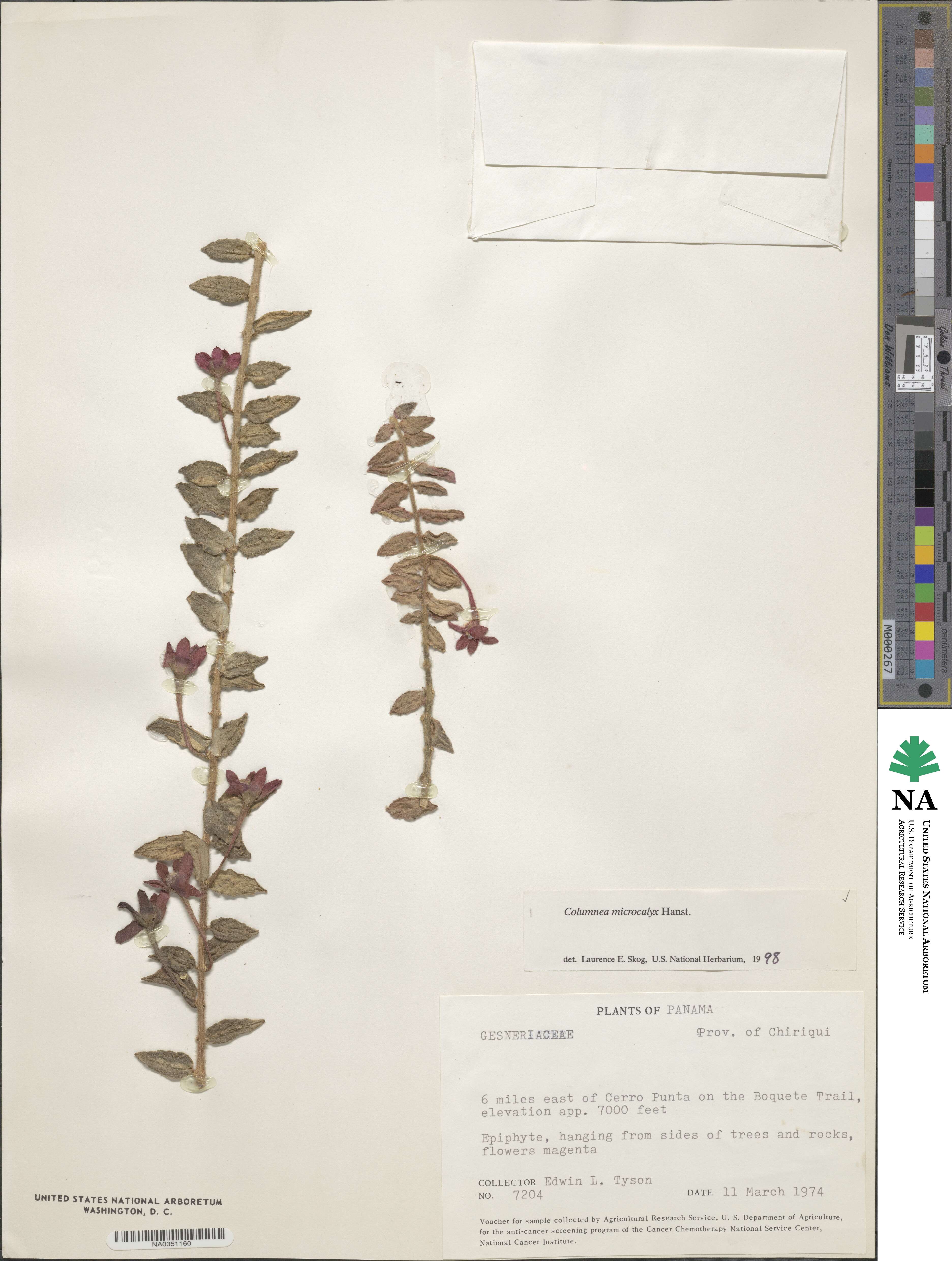 Columnea microcalyx image