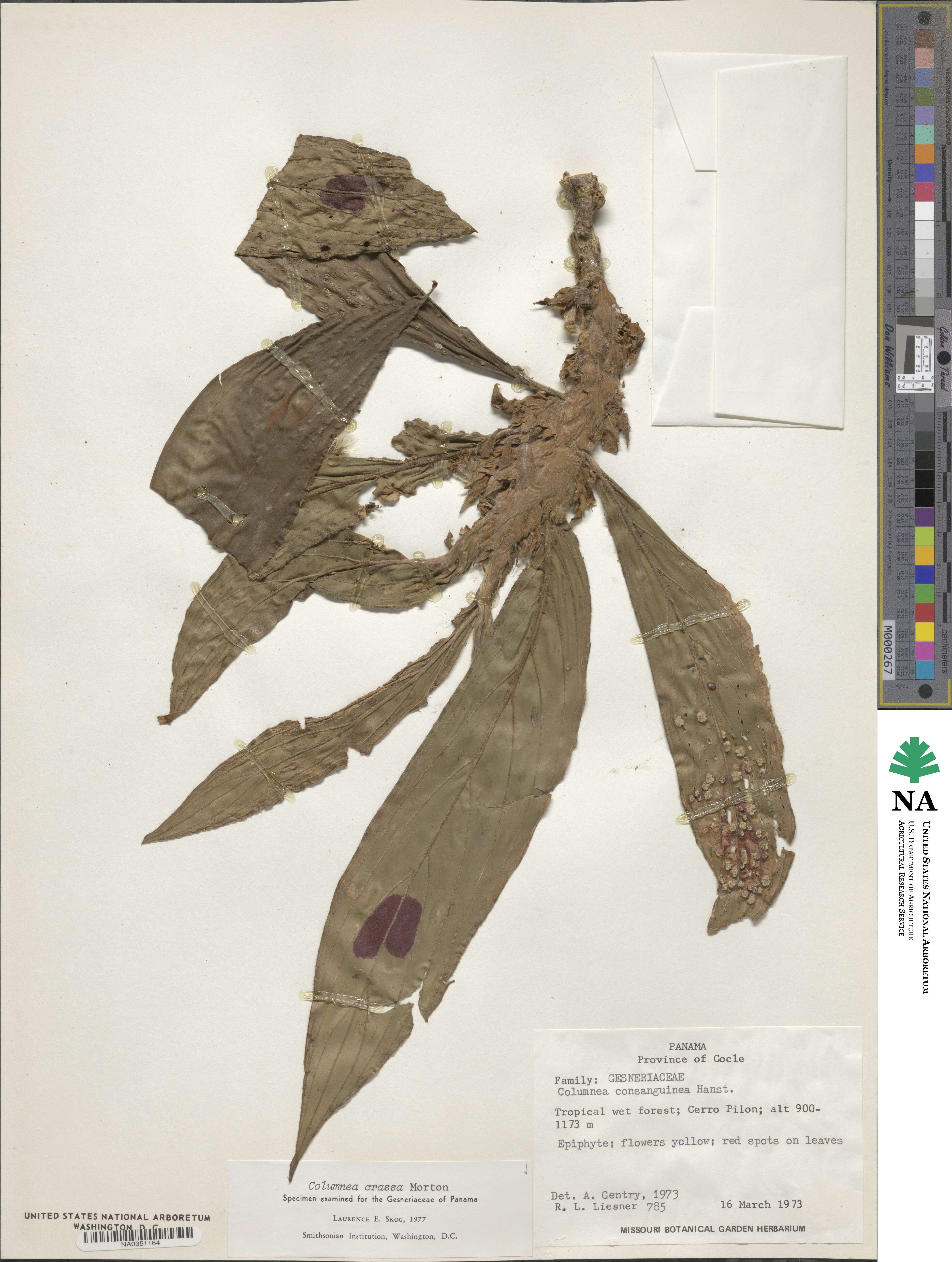 Columnea crassa image