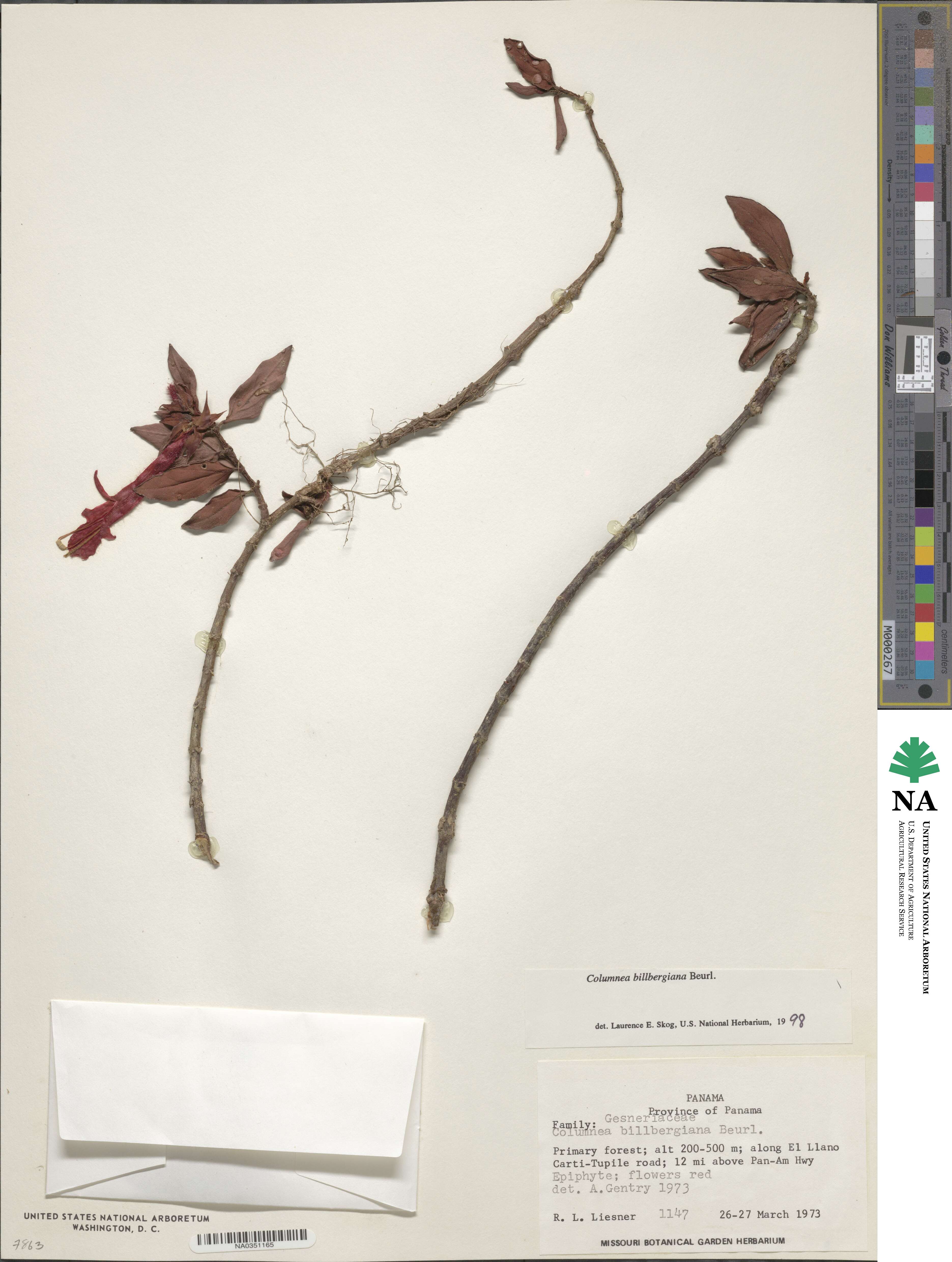 Columnea billbergiana image