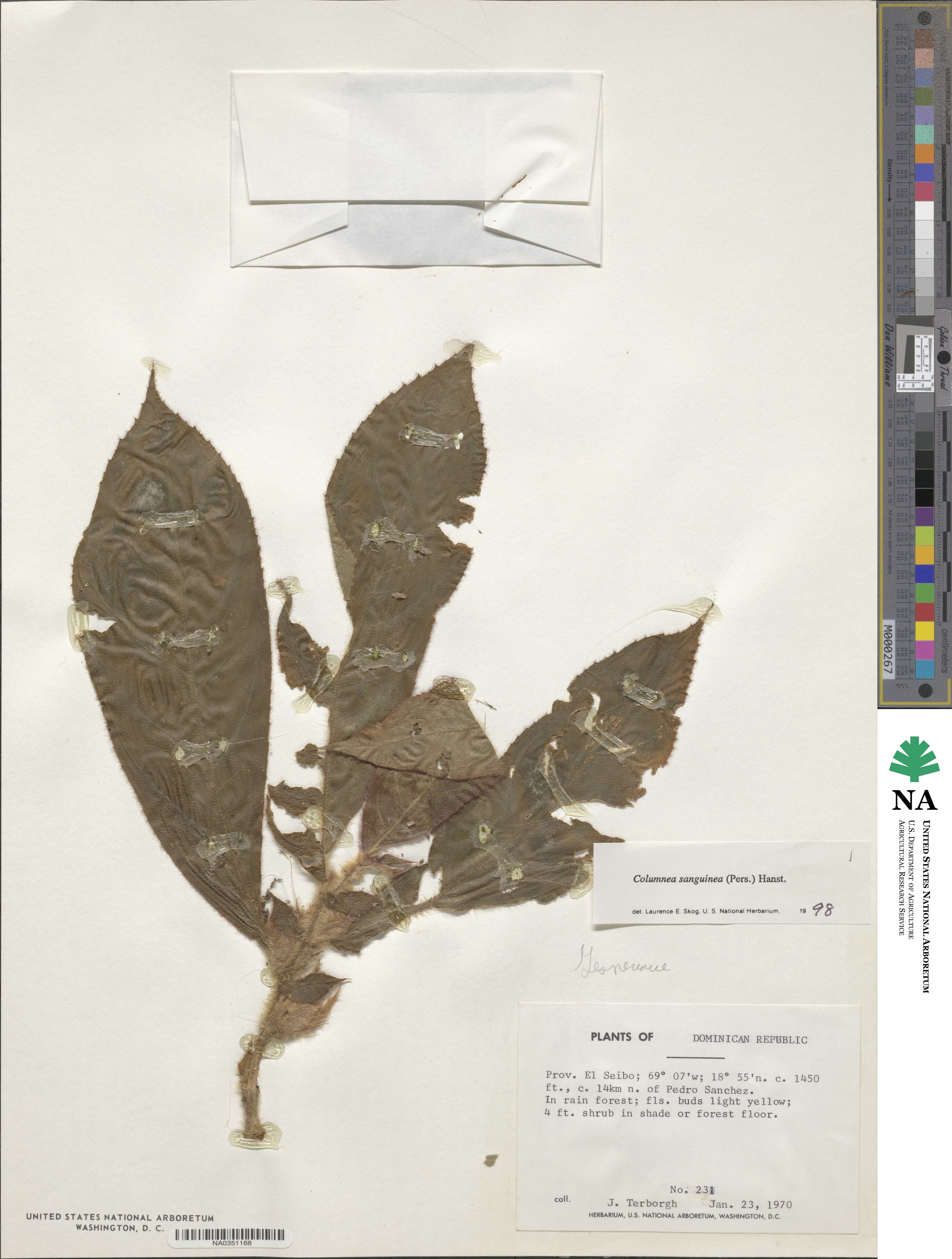 Columnea sanguinea image