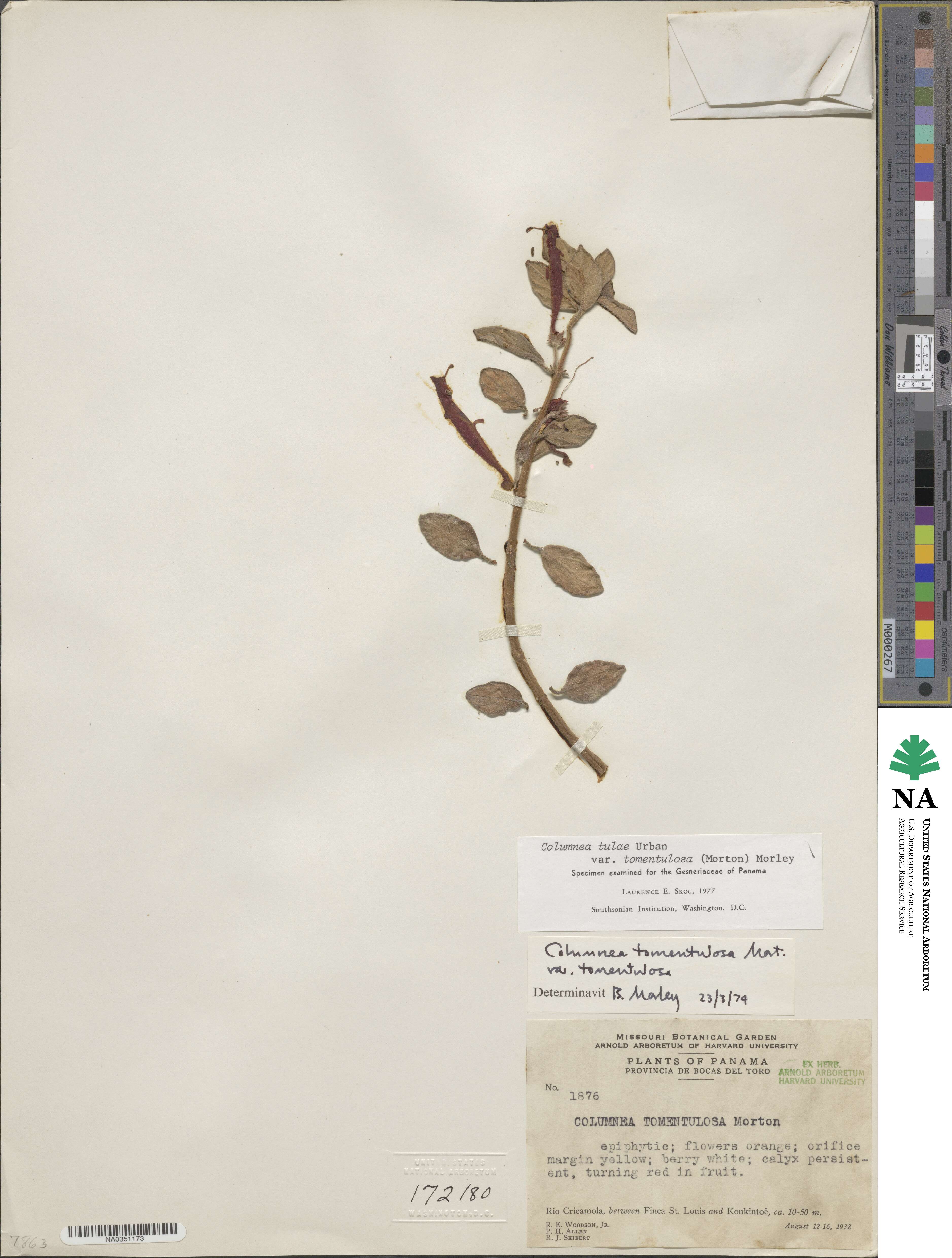 Columnea tomentulosa image