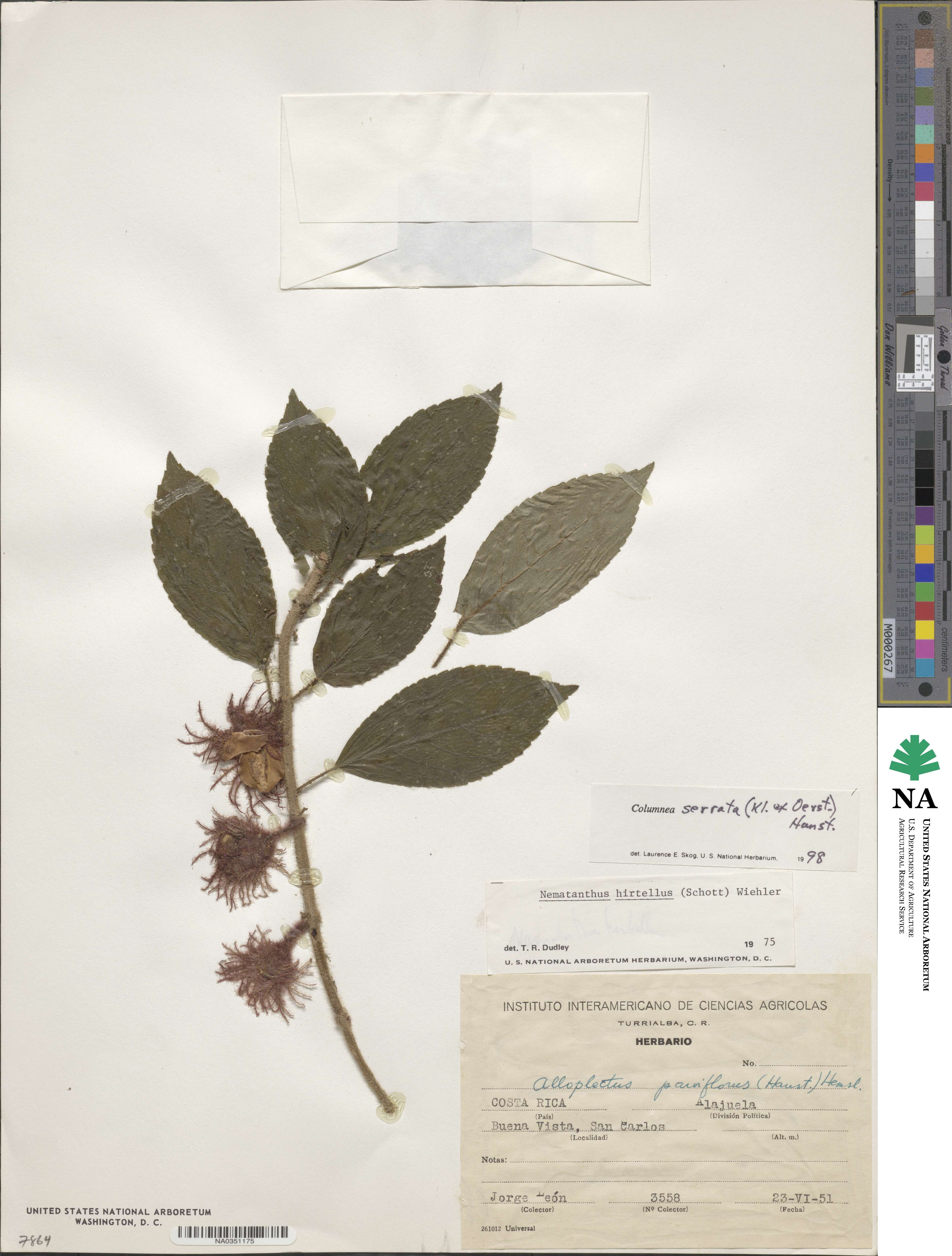 Columnea serrata image