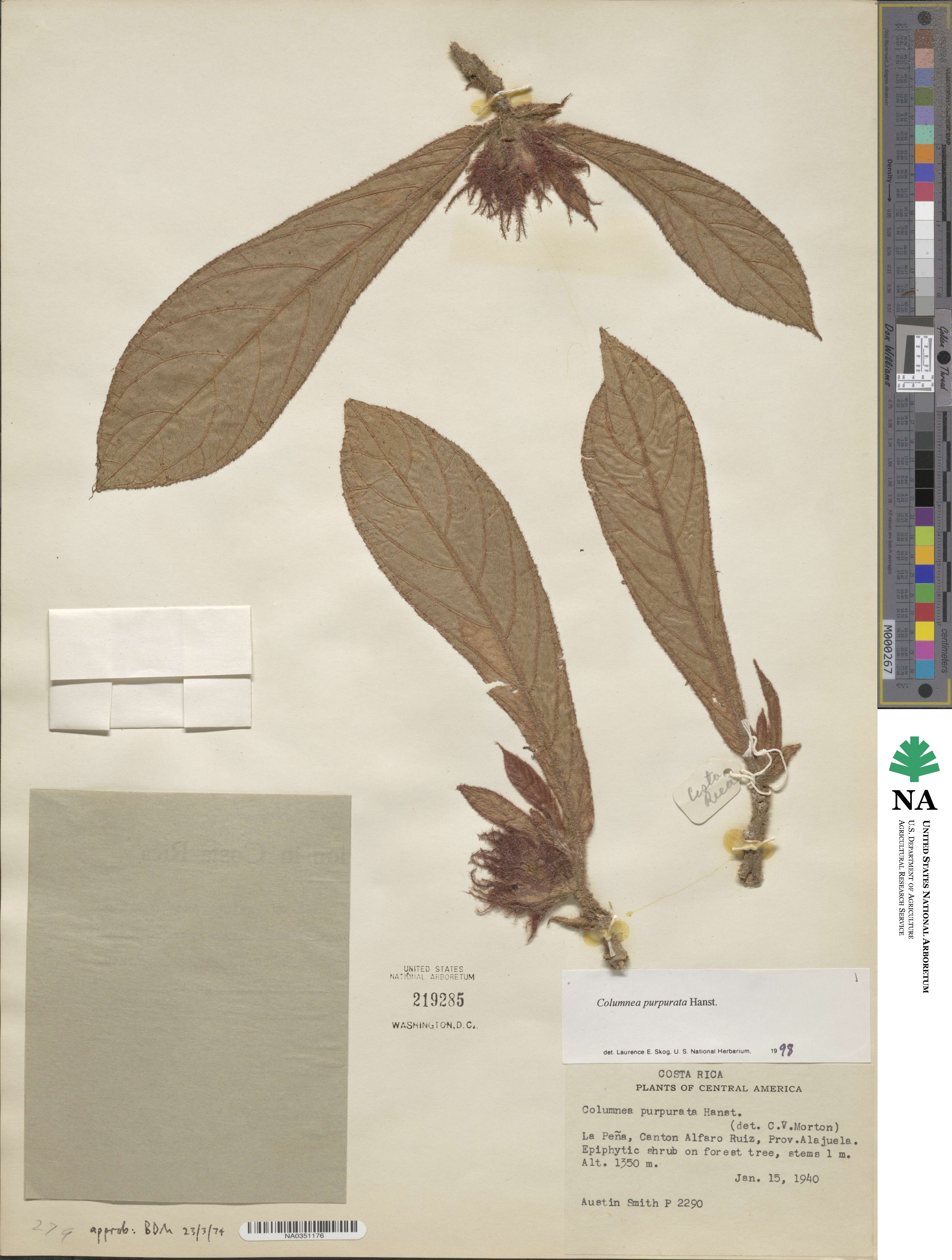 Columnea purpurata image