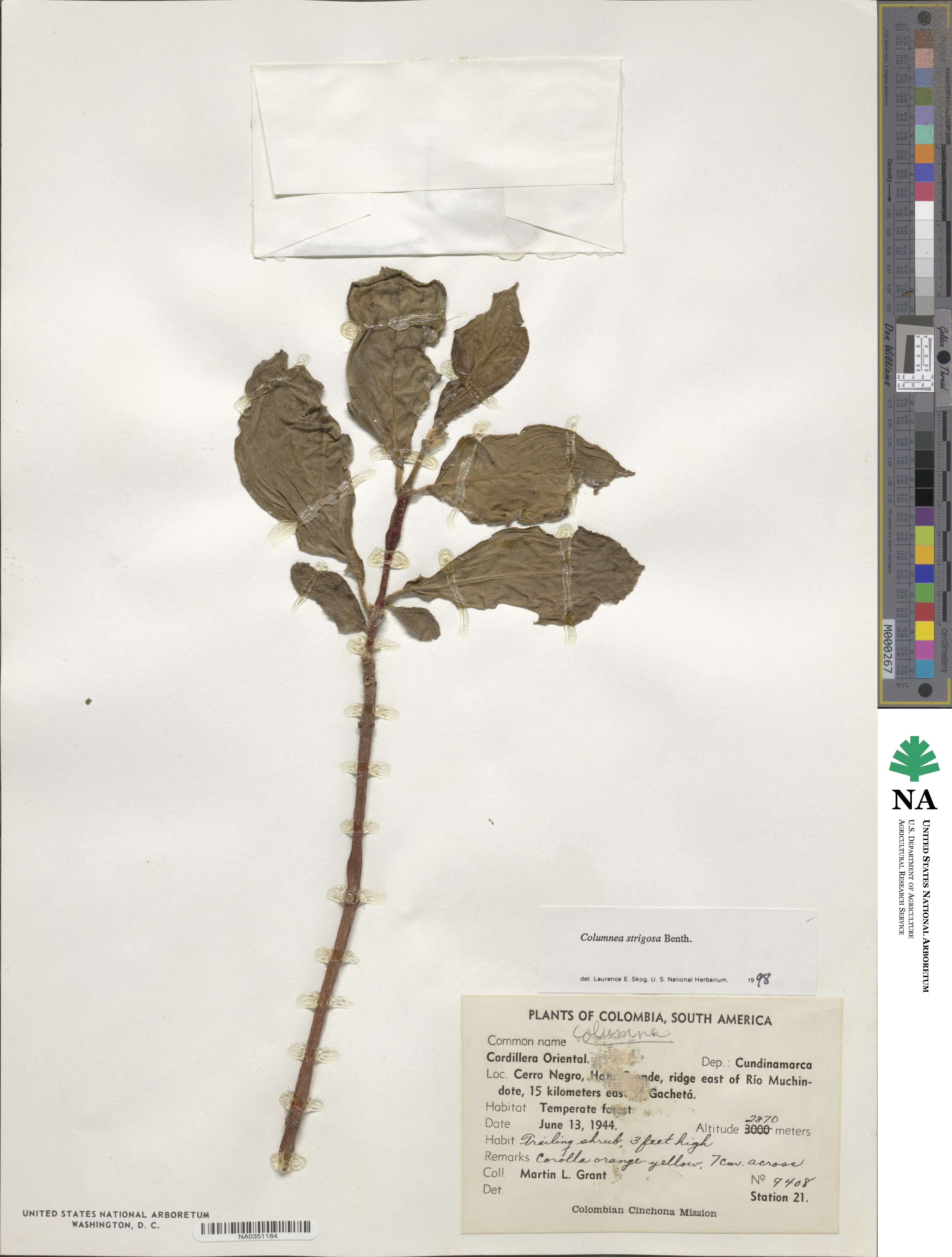 Columnea strigosa image