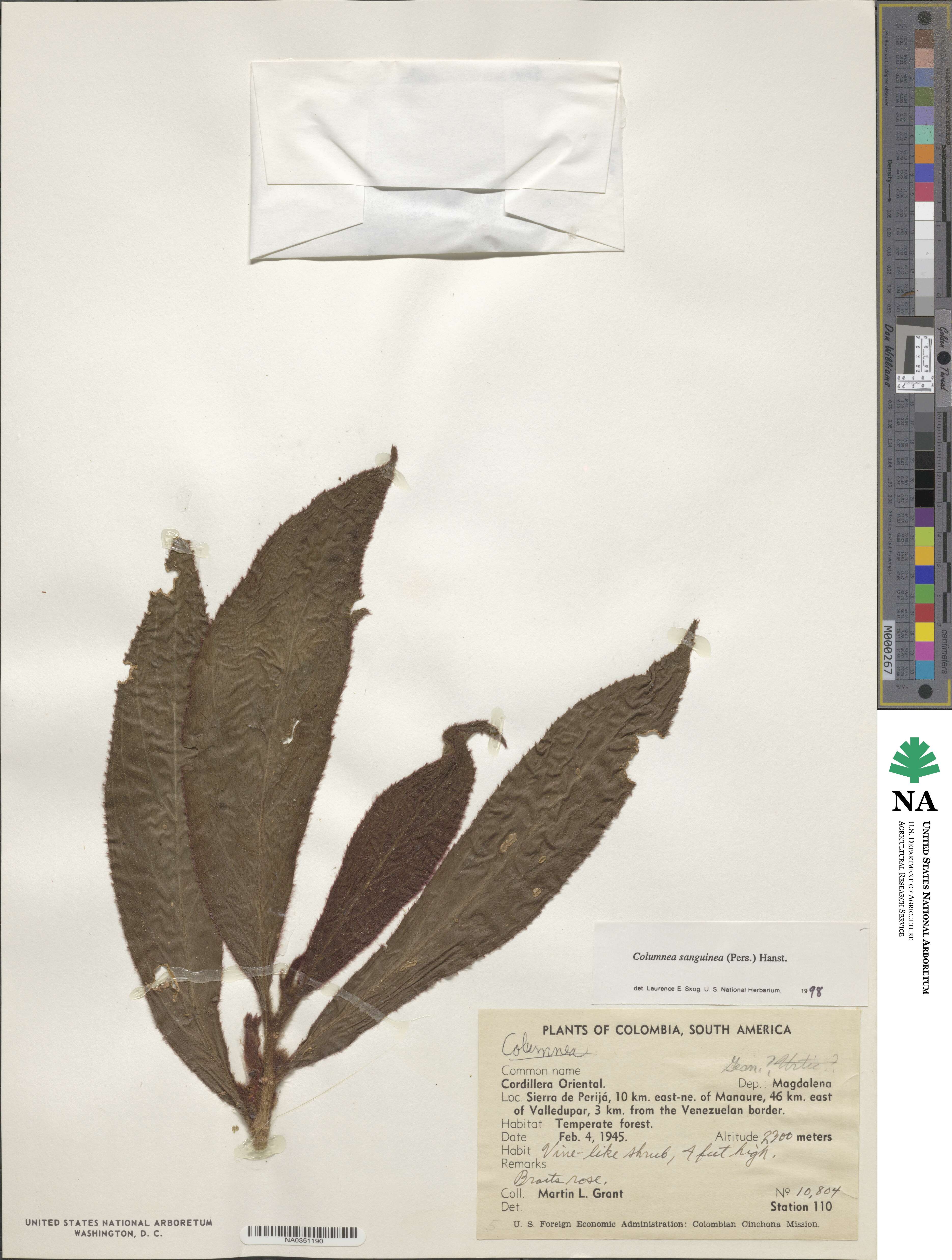 Columnea sanguinea image