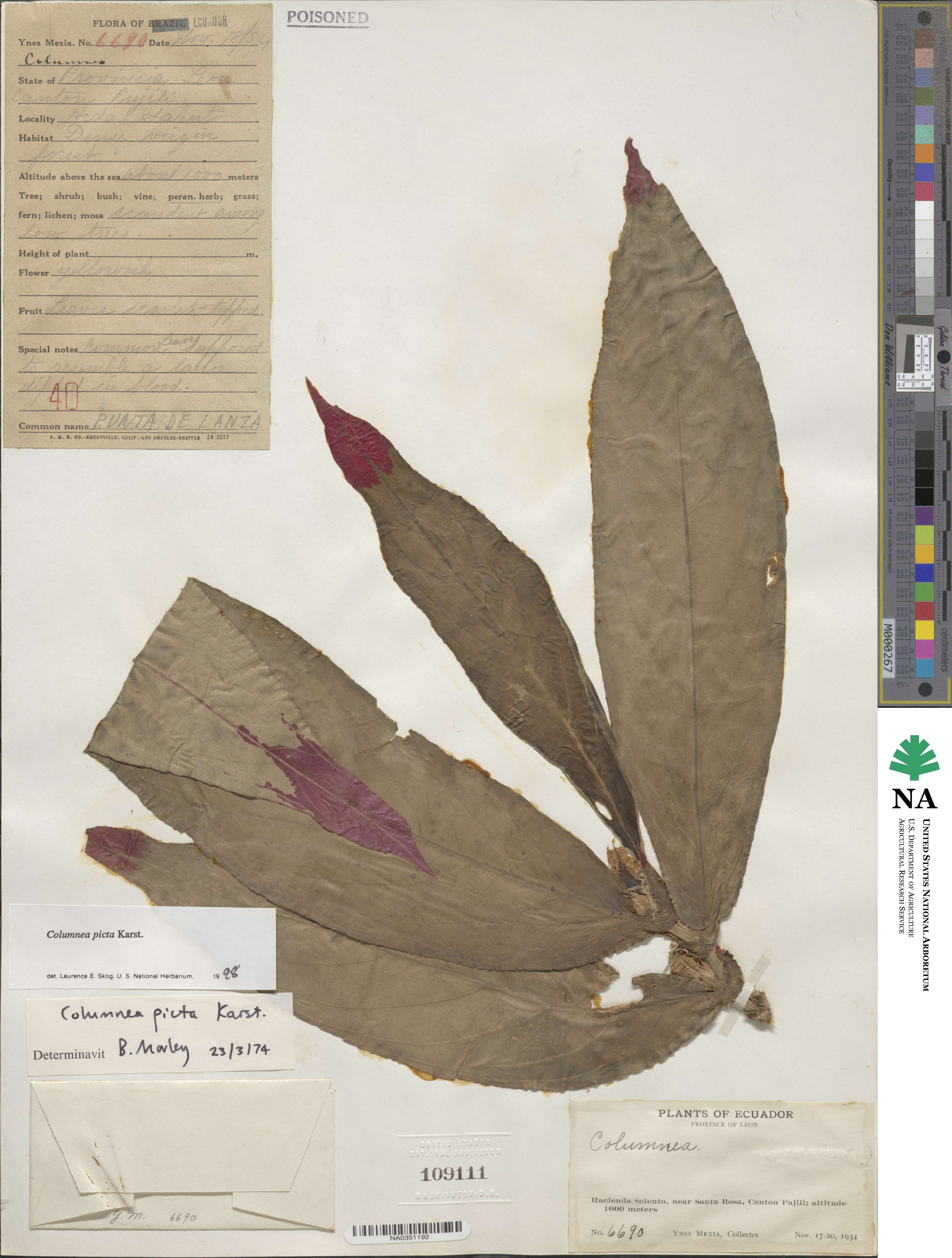 Columnea picta image