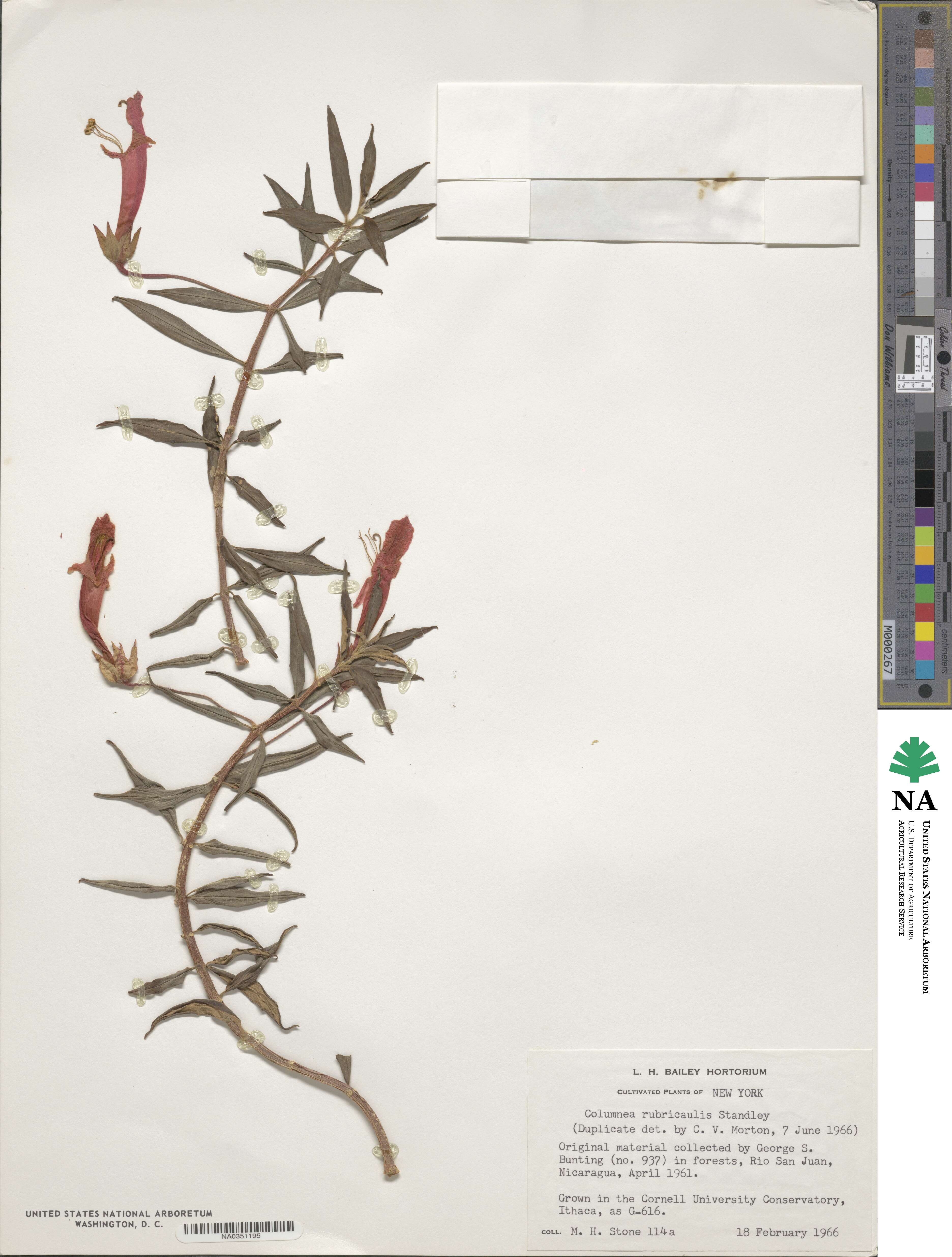 Columnea rubricaulis image