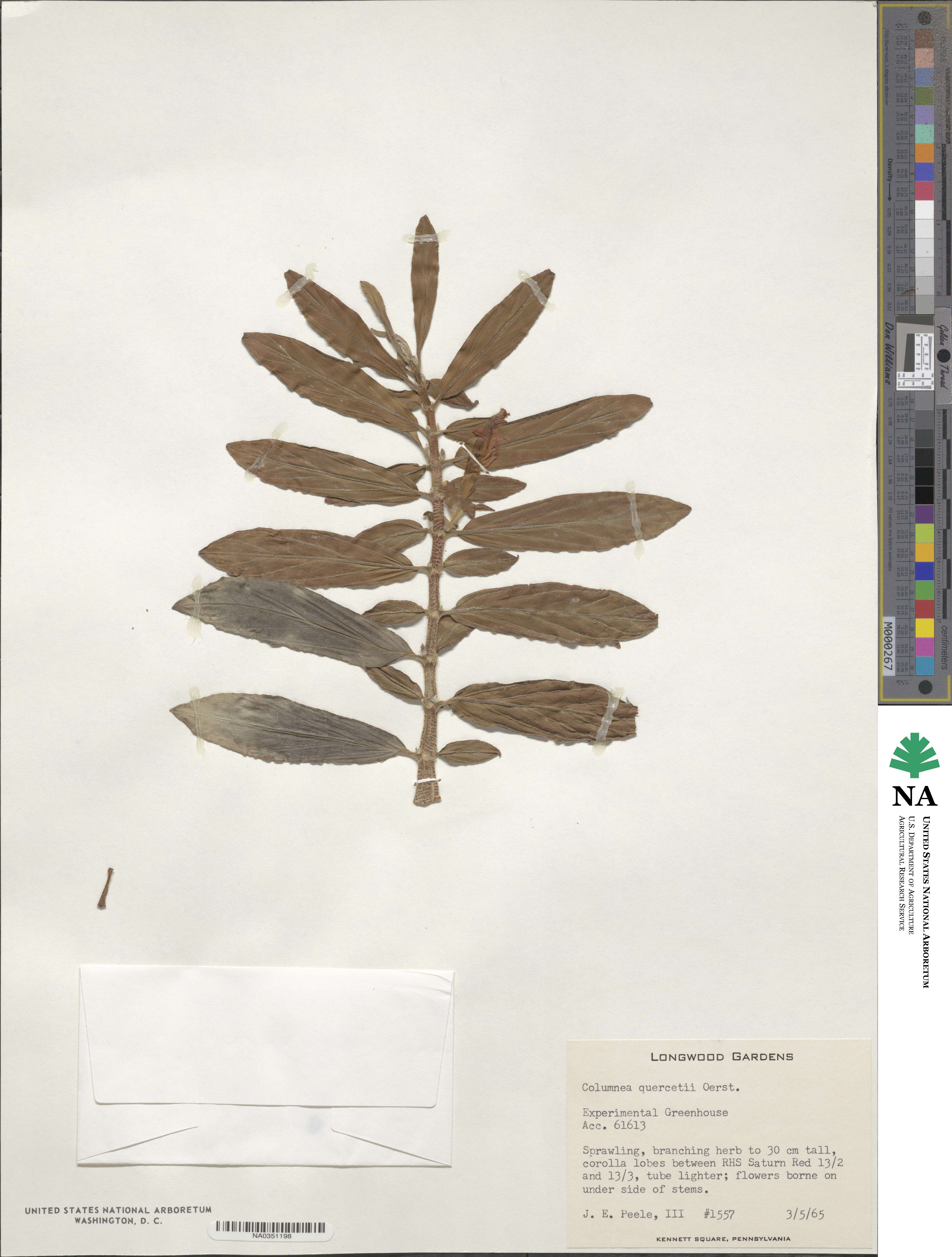 Columnea querceti image
