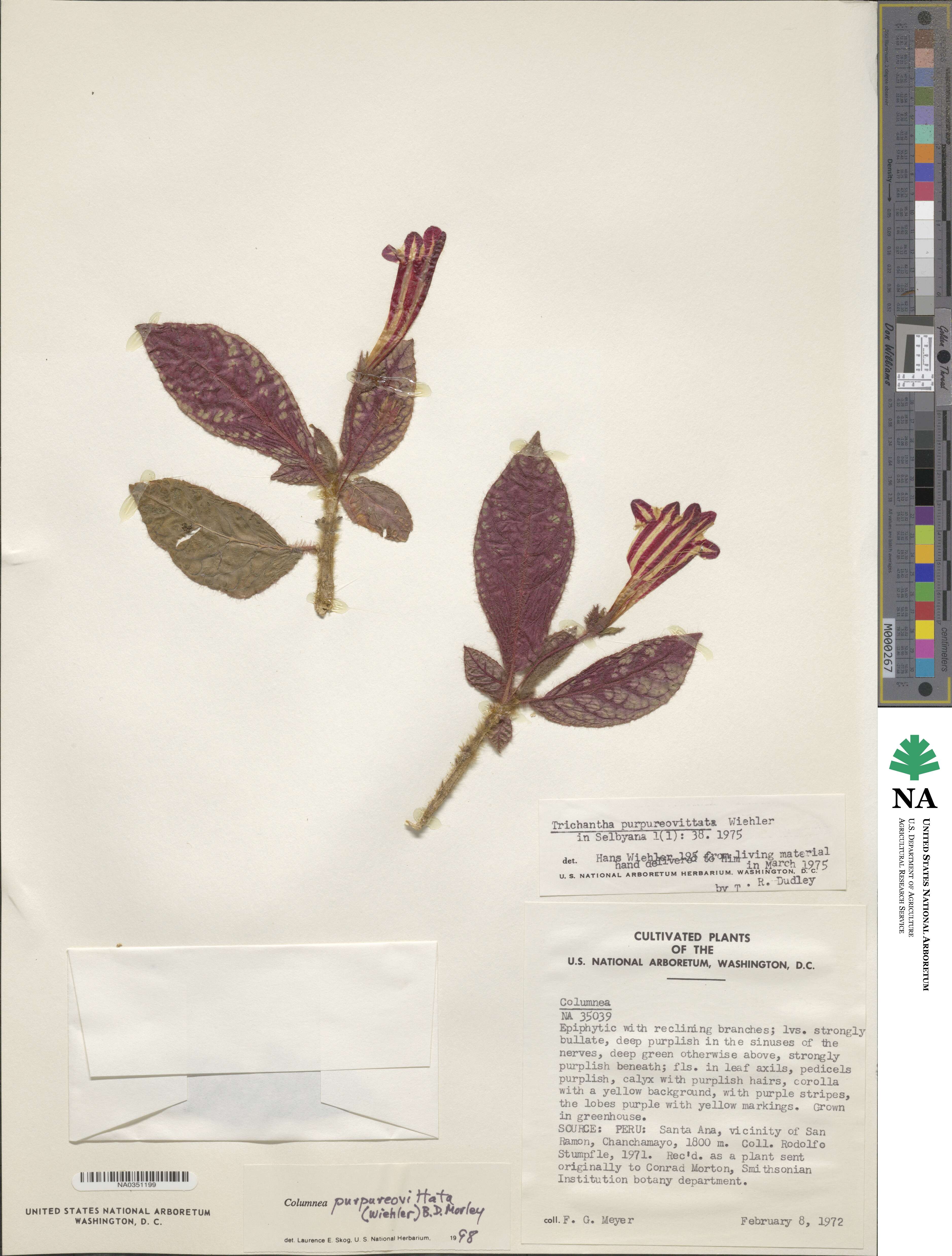 Columnea purpureovittata image