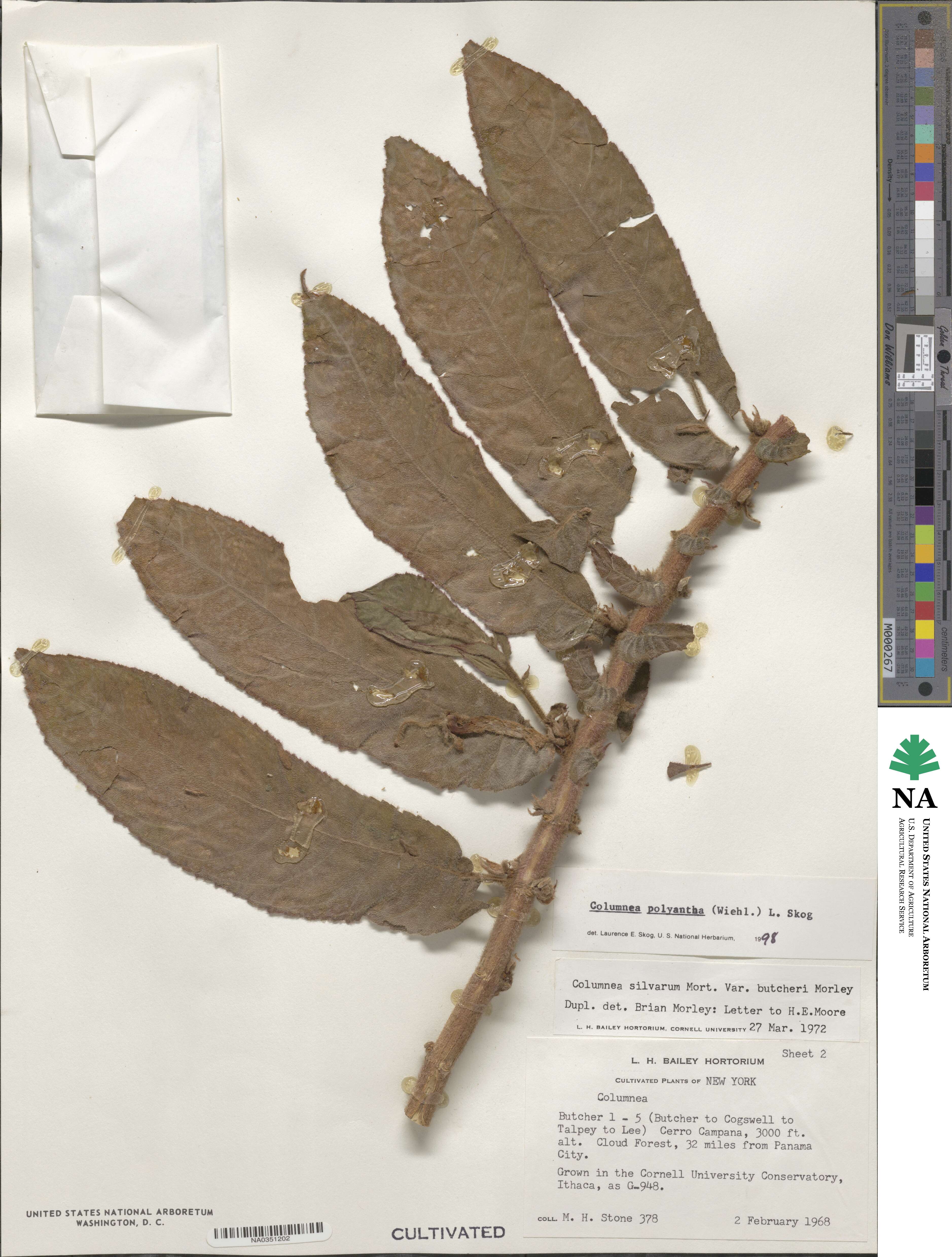 Columnea polyantha image