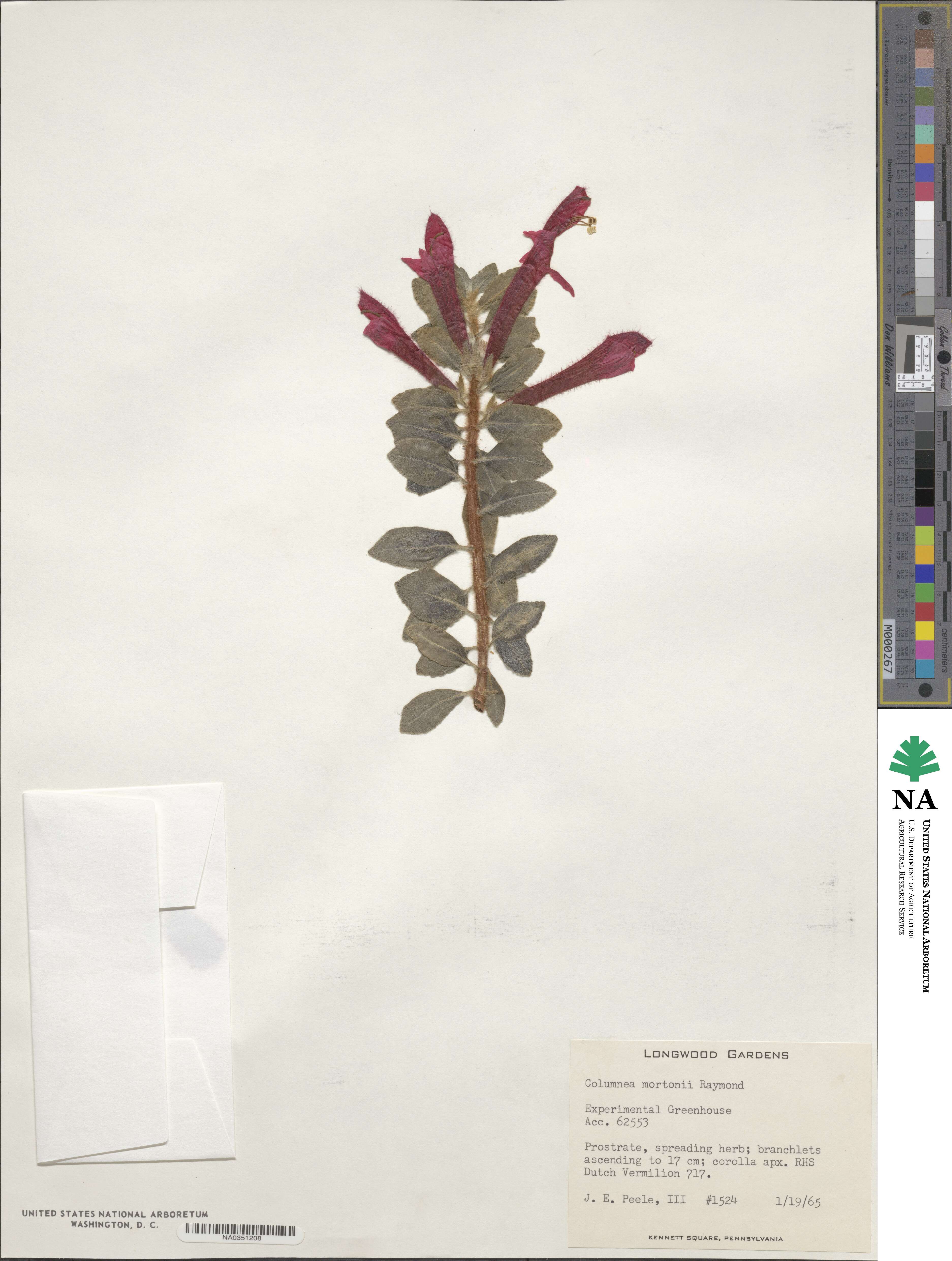 Columnea hirta var. mortonii image