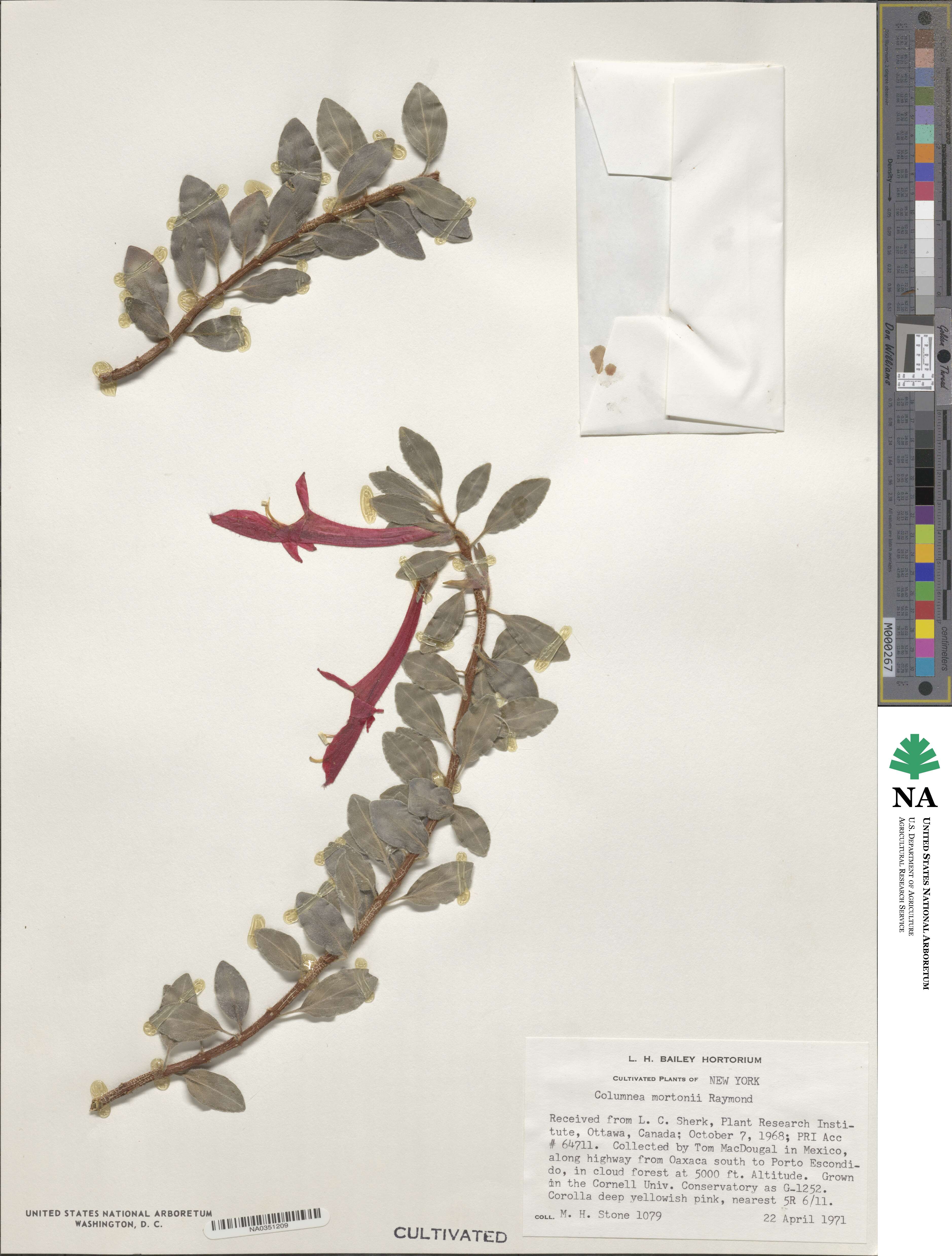 Columnea hirta image