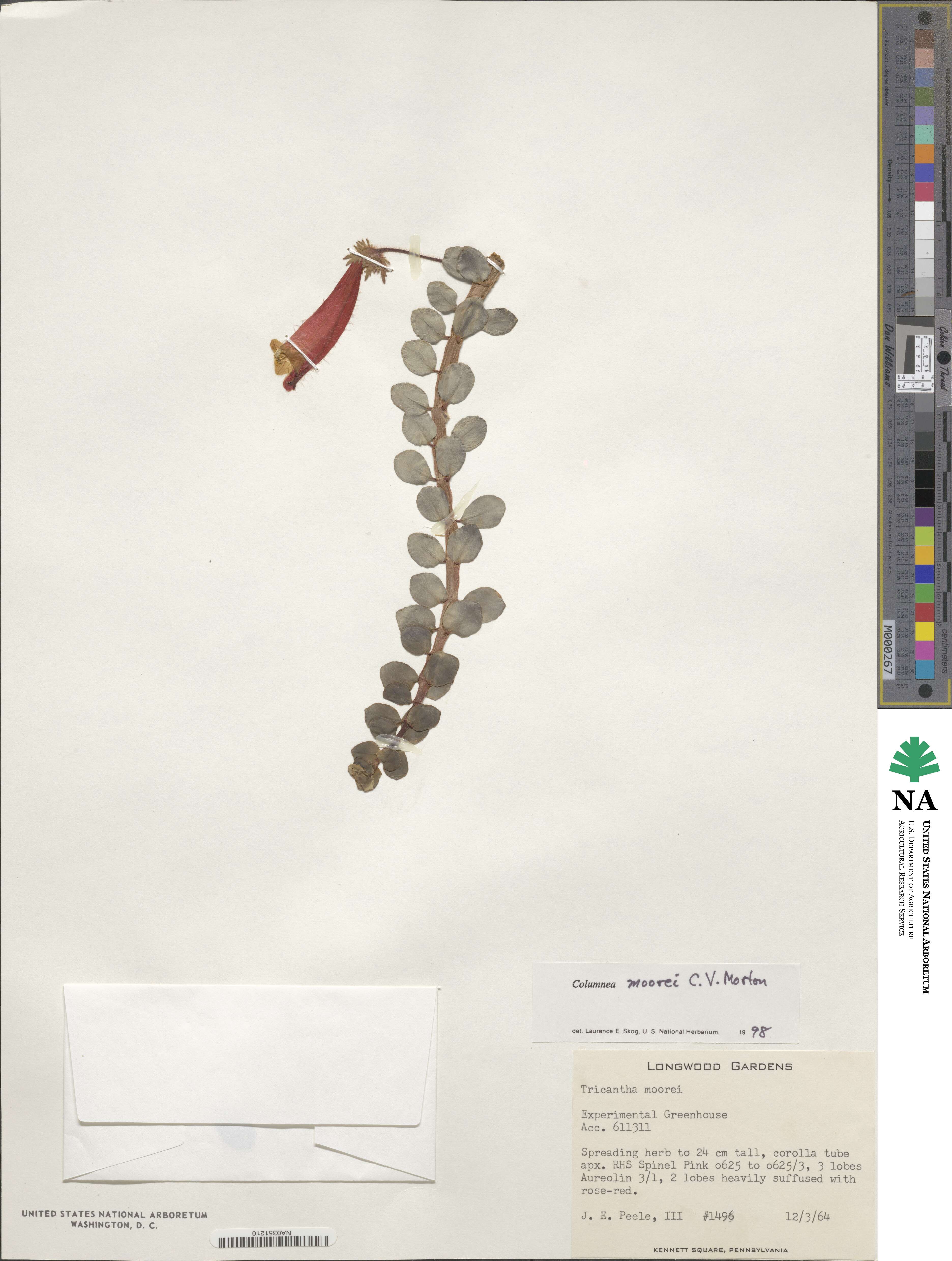 Columnea moorei image
