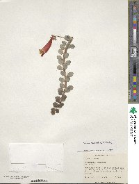 Image of Columnea moorei
