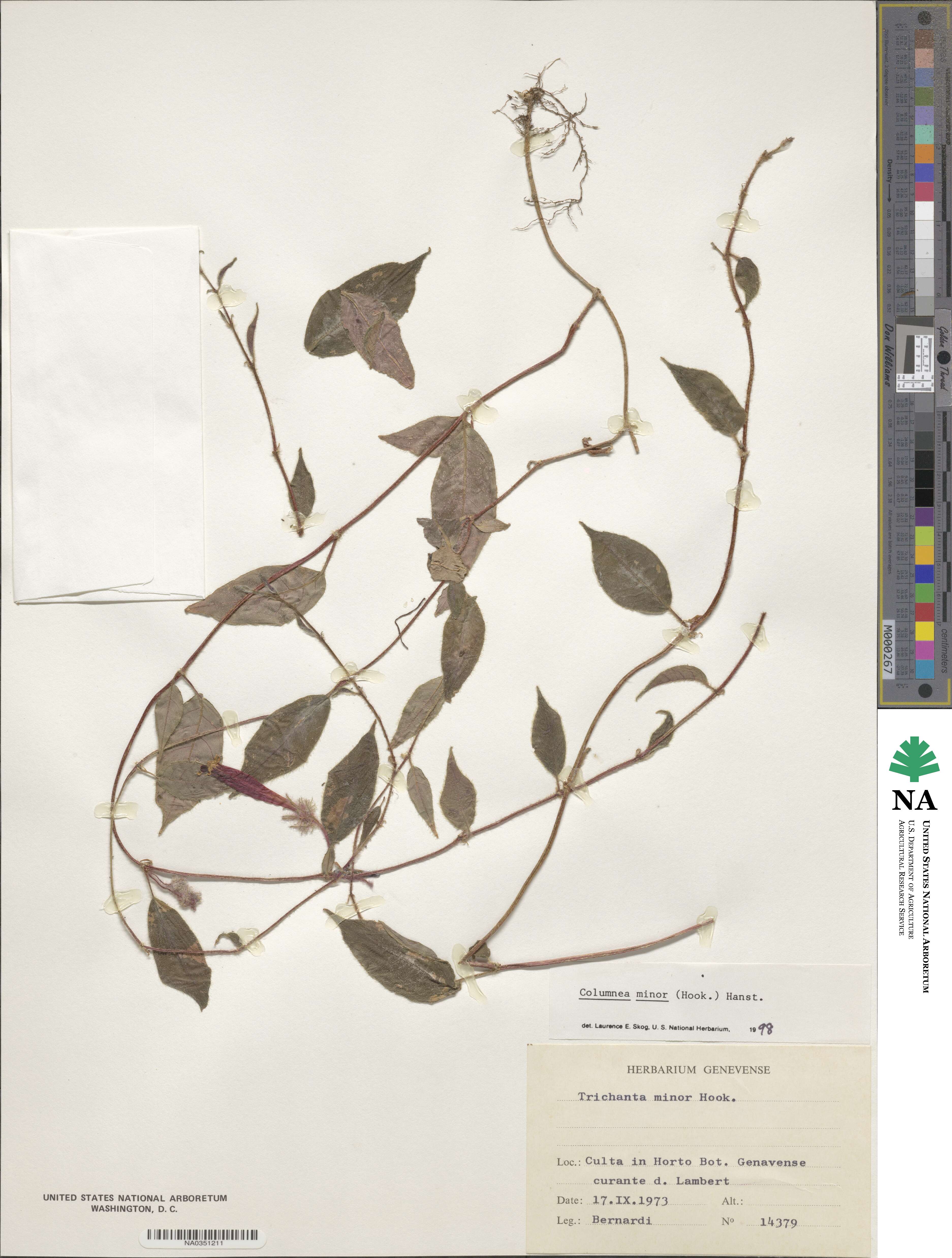 Columnea minor image