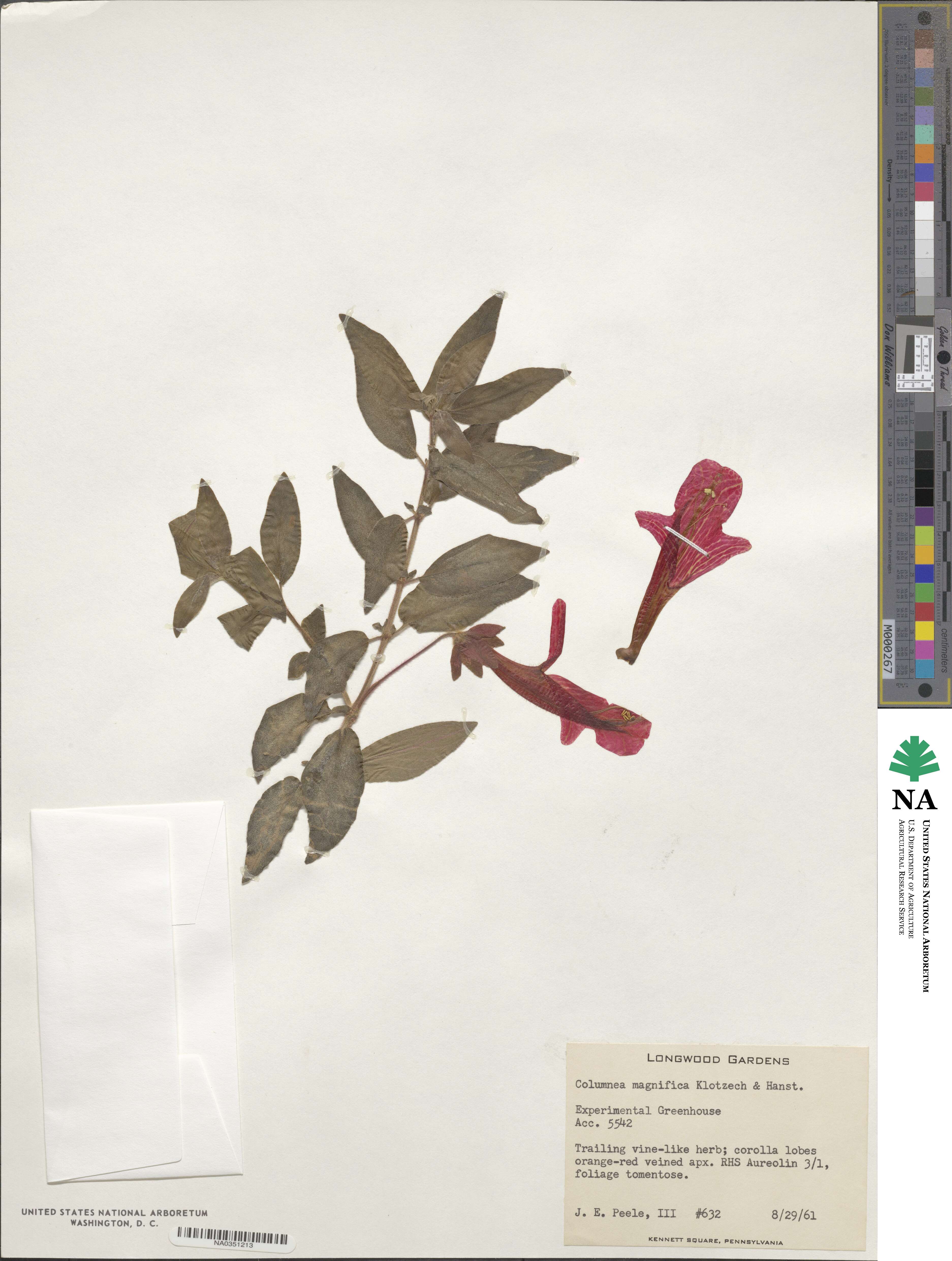Columnea magnifica image