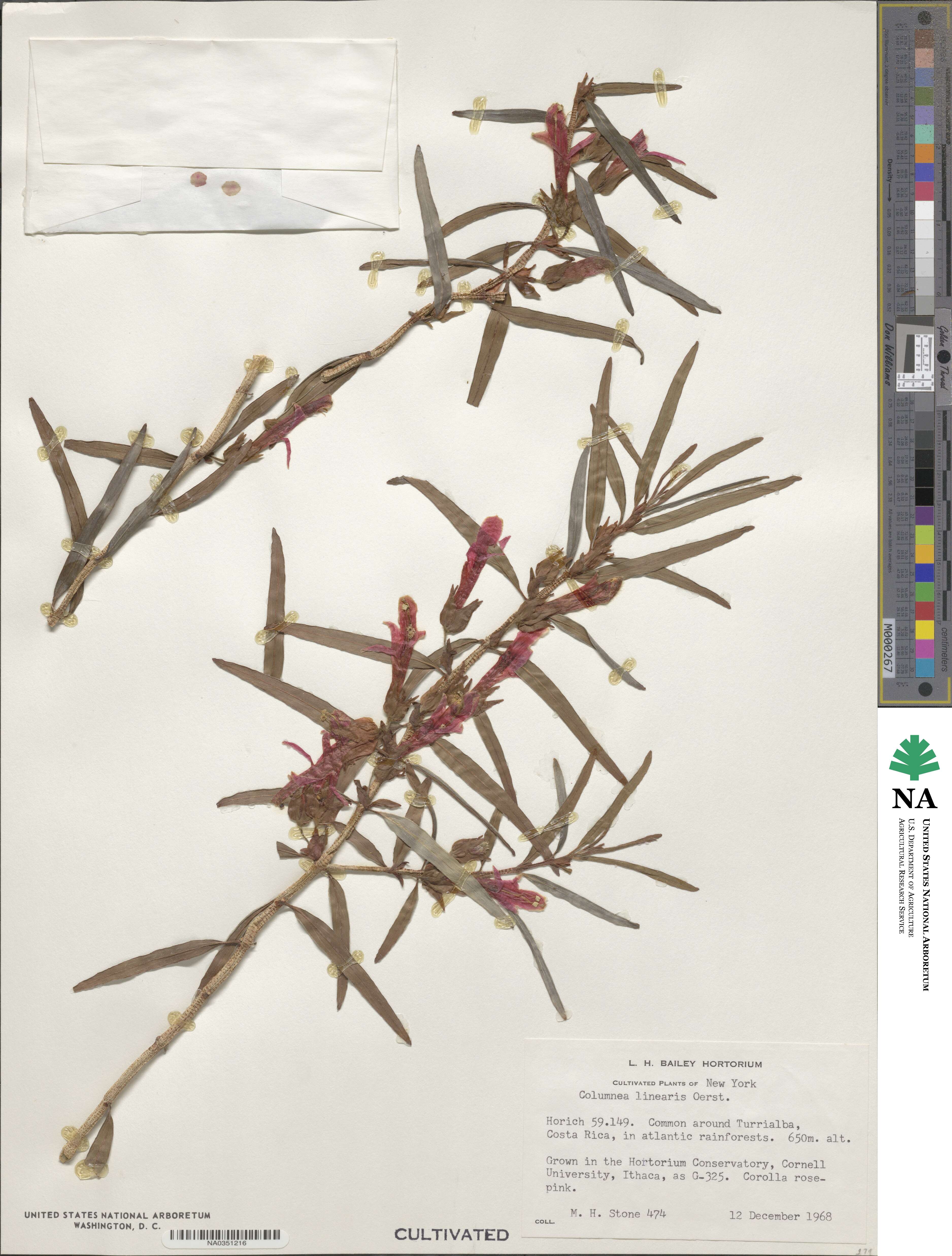 Columnea linearis image