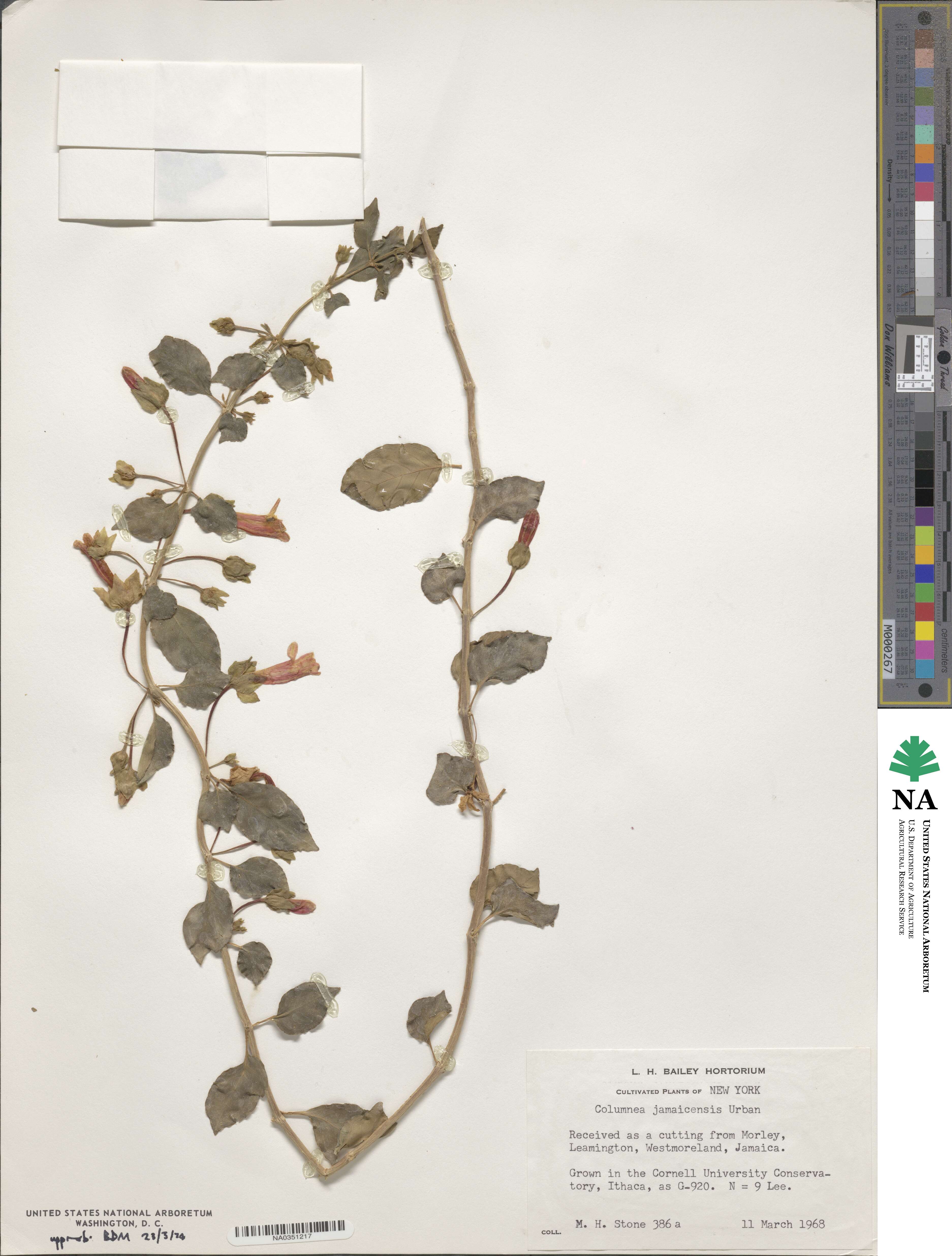Columnea repens image
