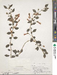 Image of Columnea repens