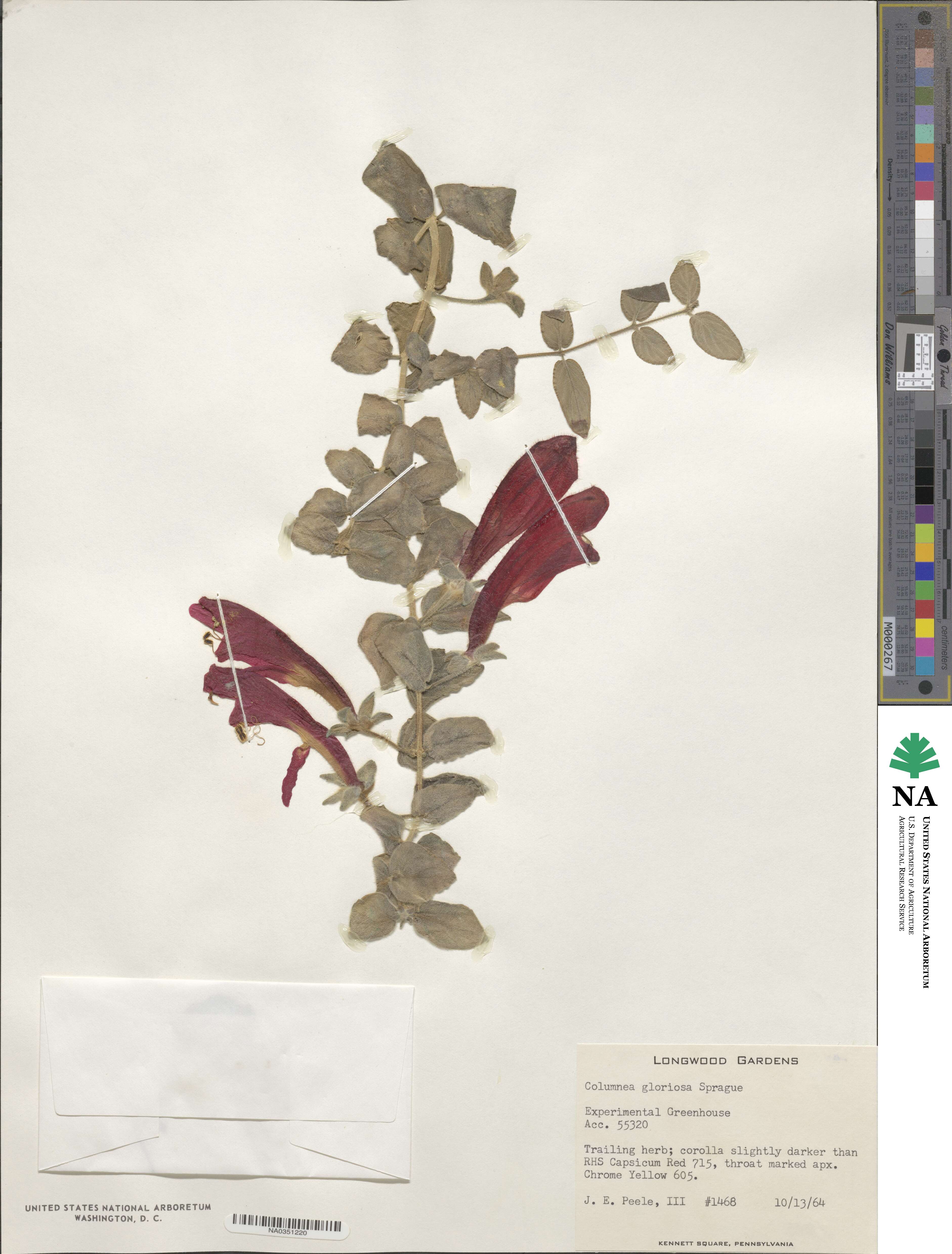 Columnea gloriosa image