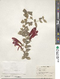 Image of Columnea gloriosa