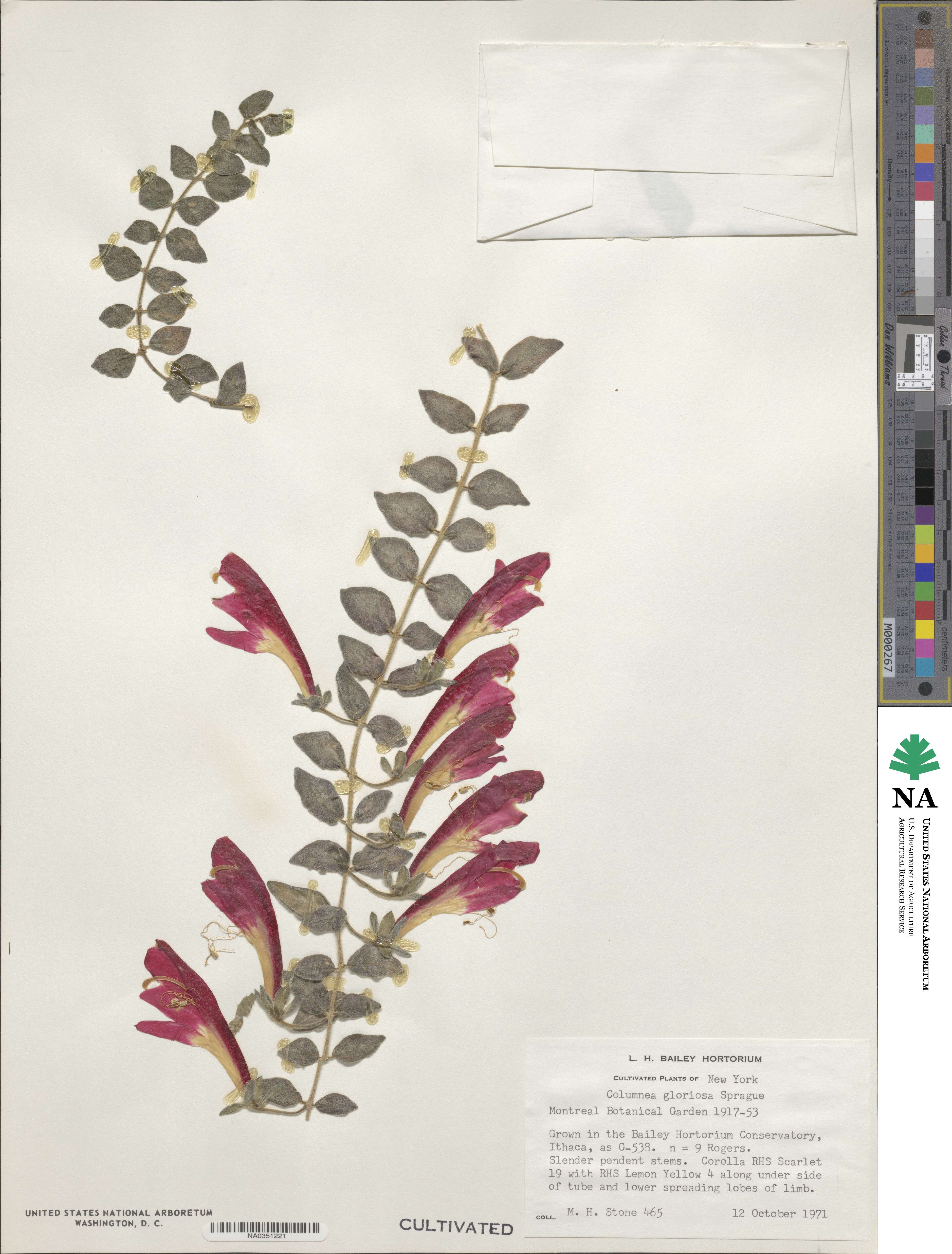 Columnea gloriosa image