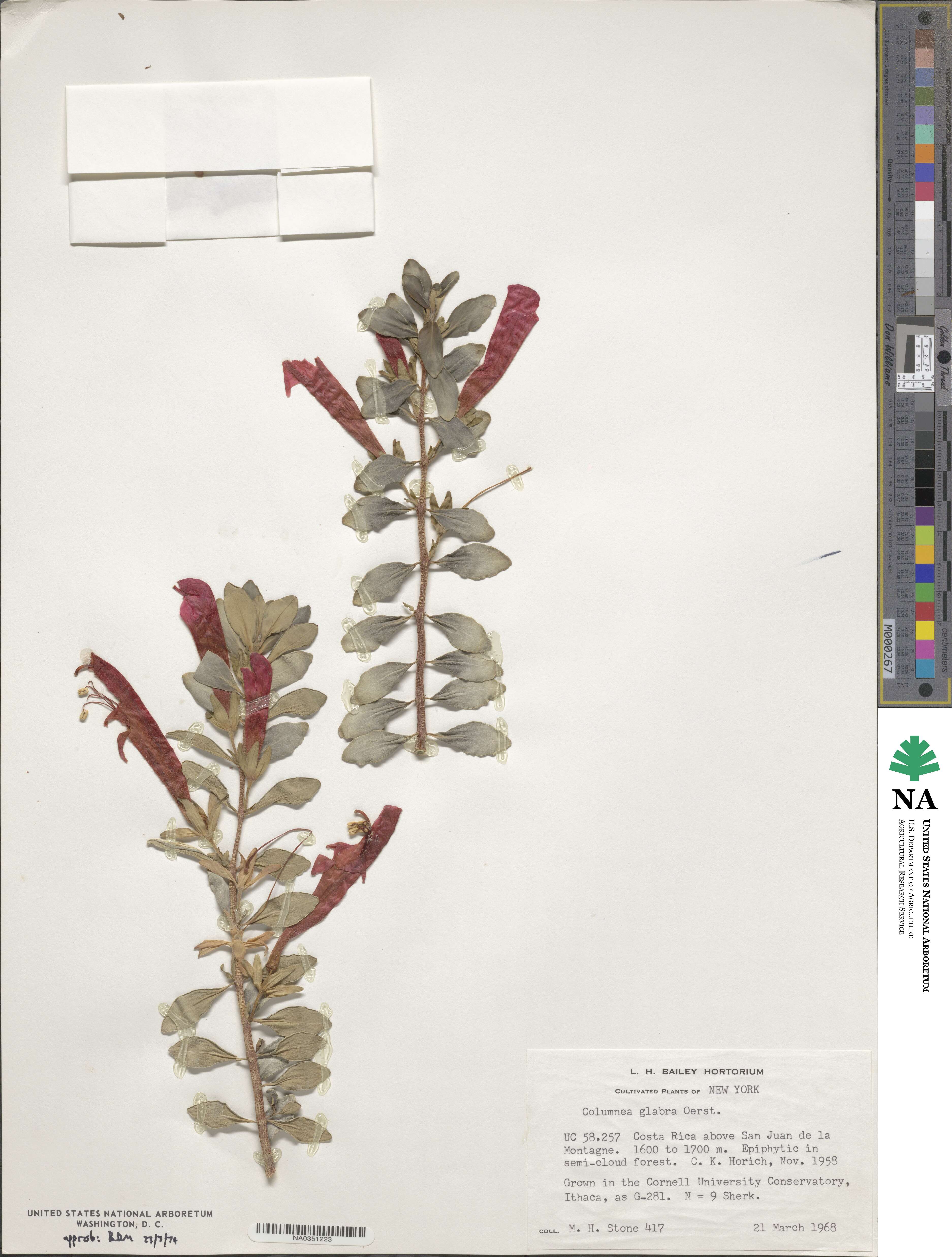 Columnea glabra image