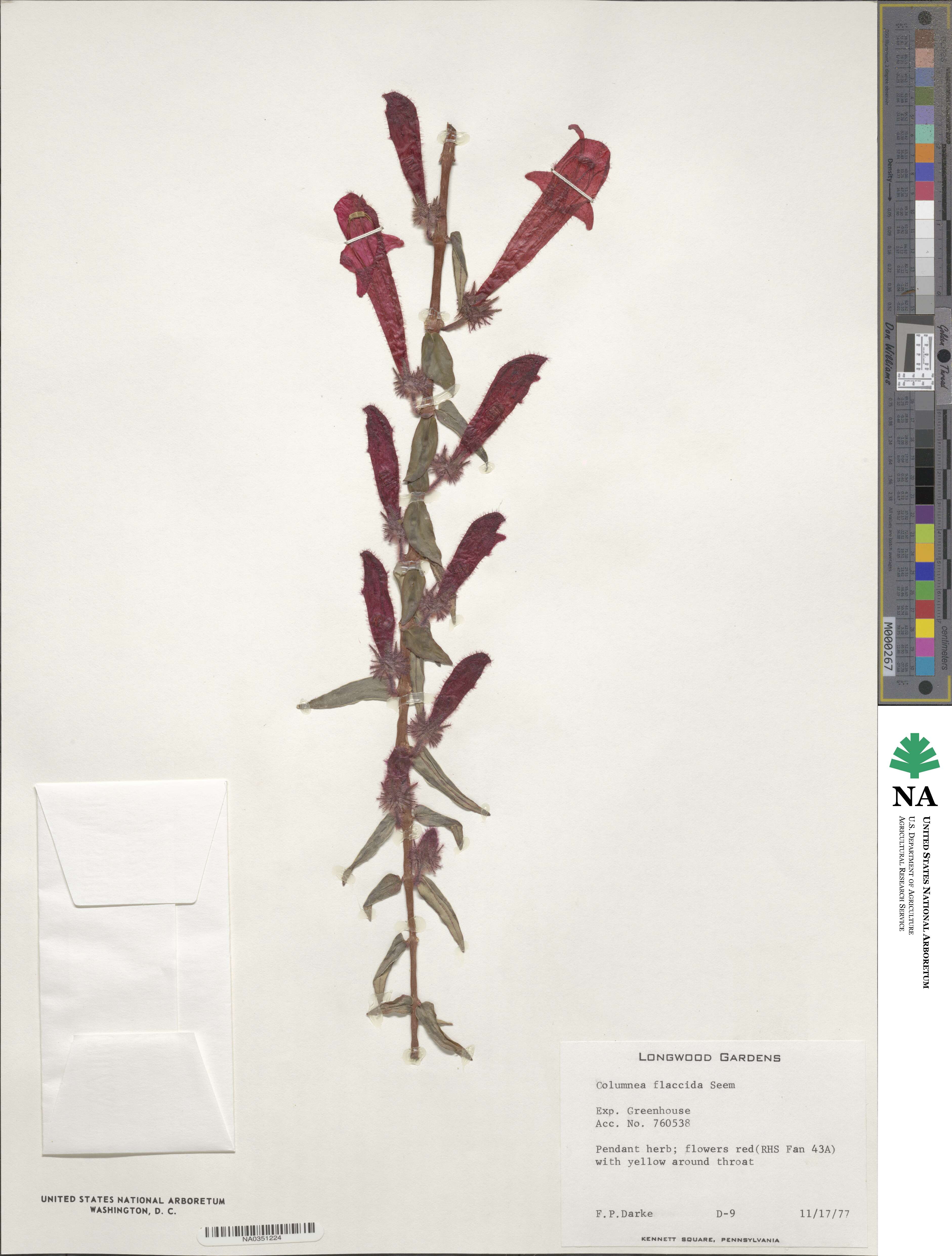 Columnea flaccida image