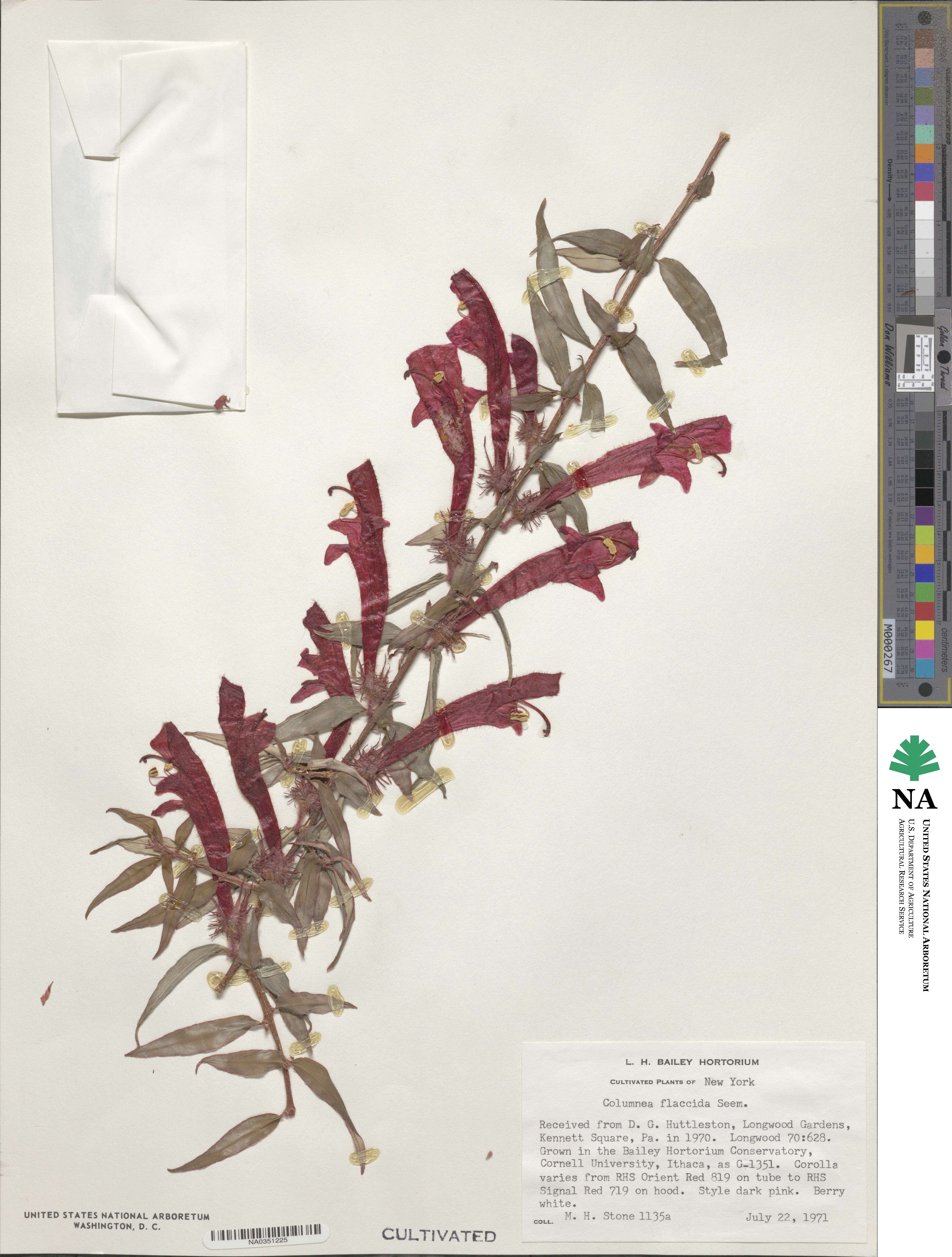Columnea flaccida image
