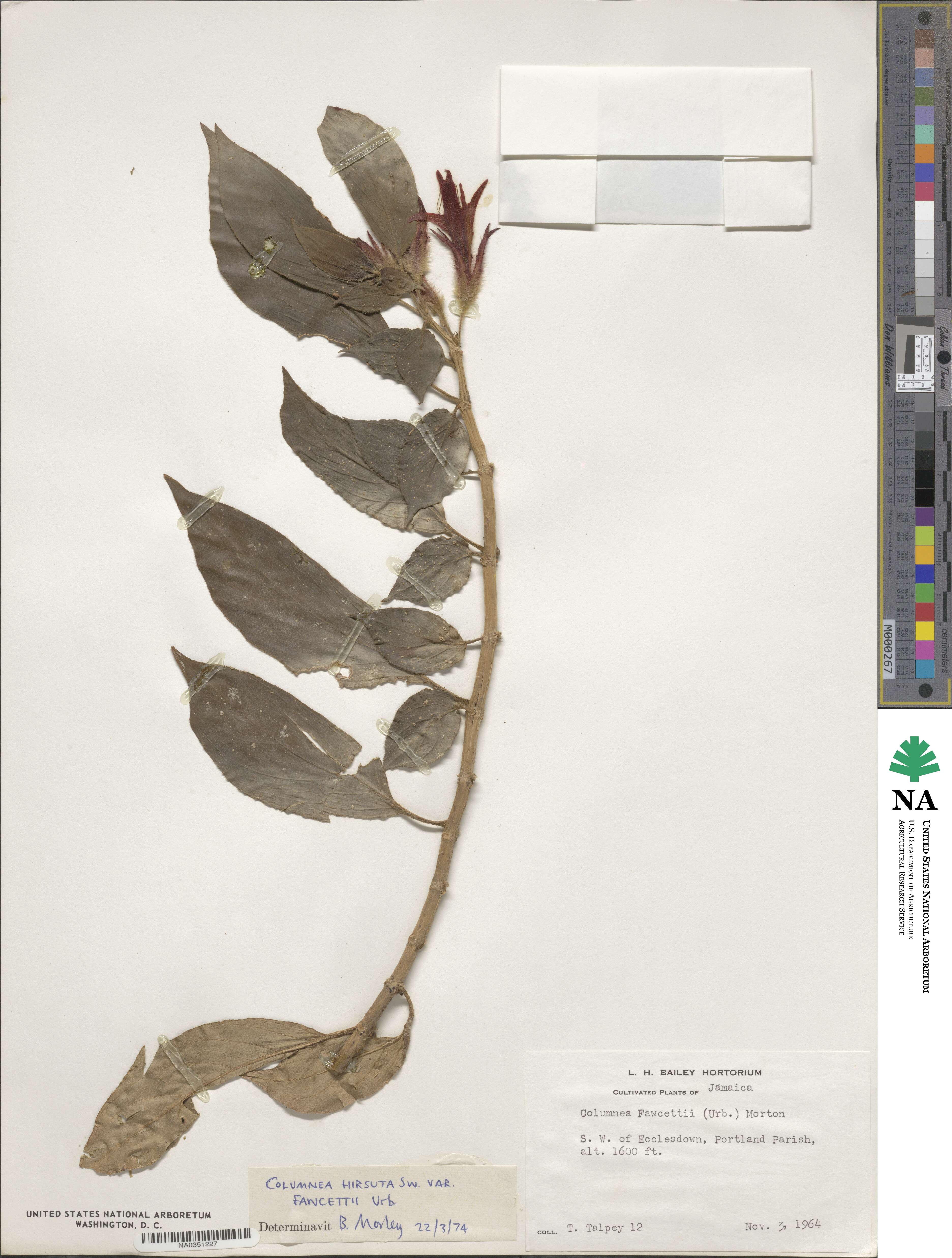 Columnea fawcettii image