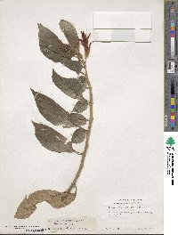 Image of Columnea fawcettii