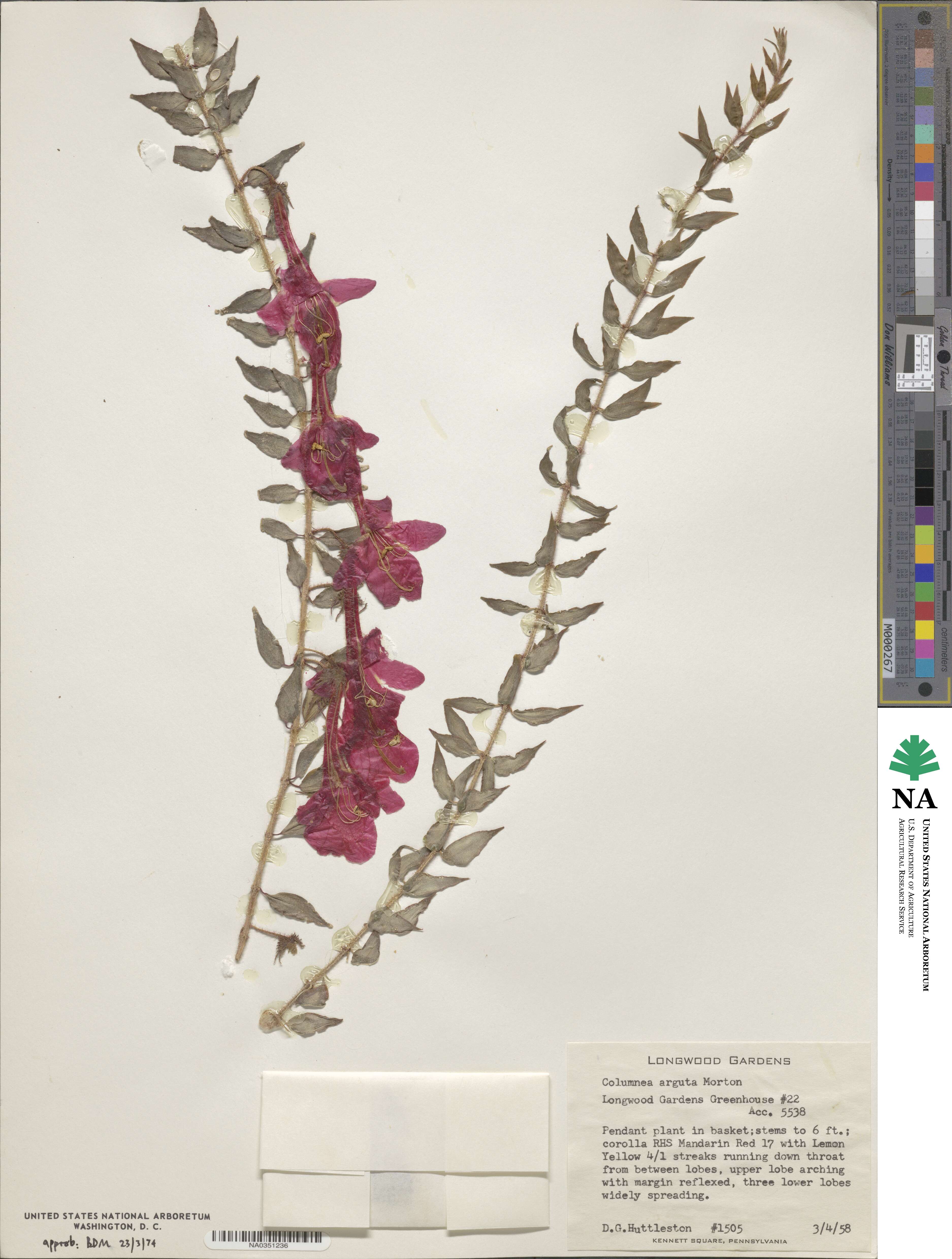 Columnea arguta image