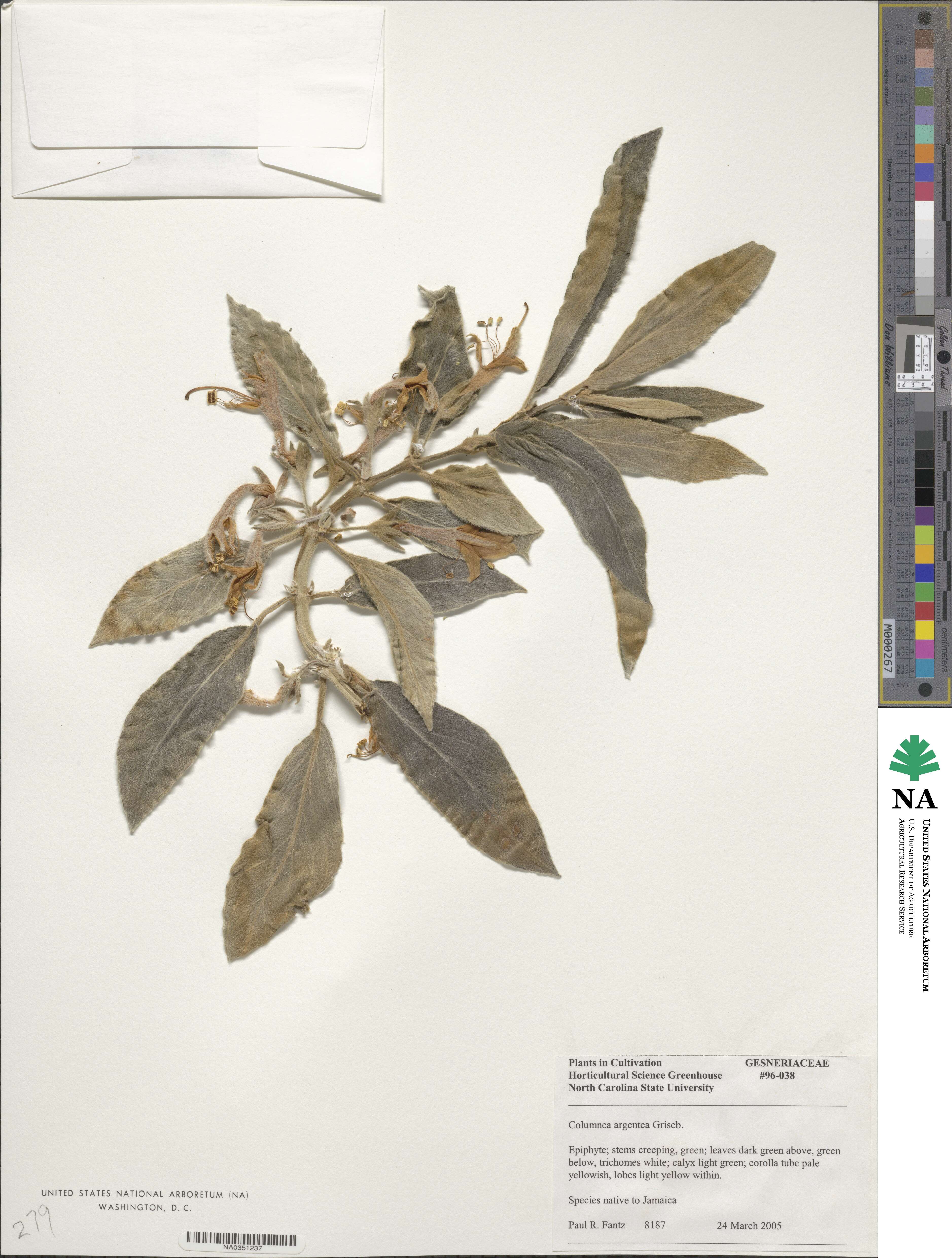 Columnea argentea image