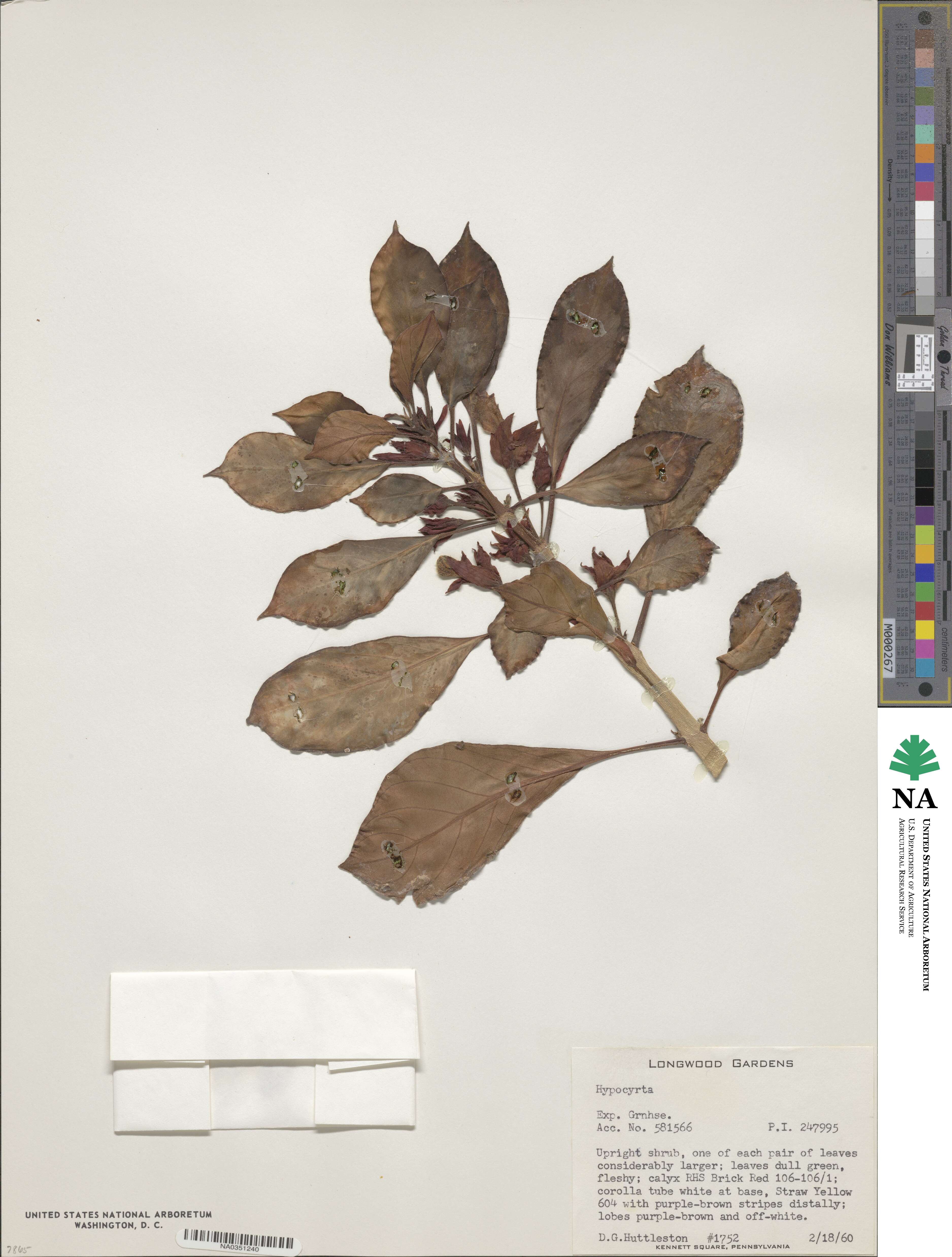 Hypocyrta image