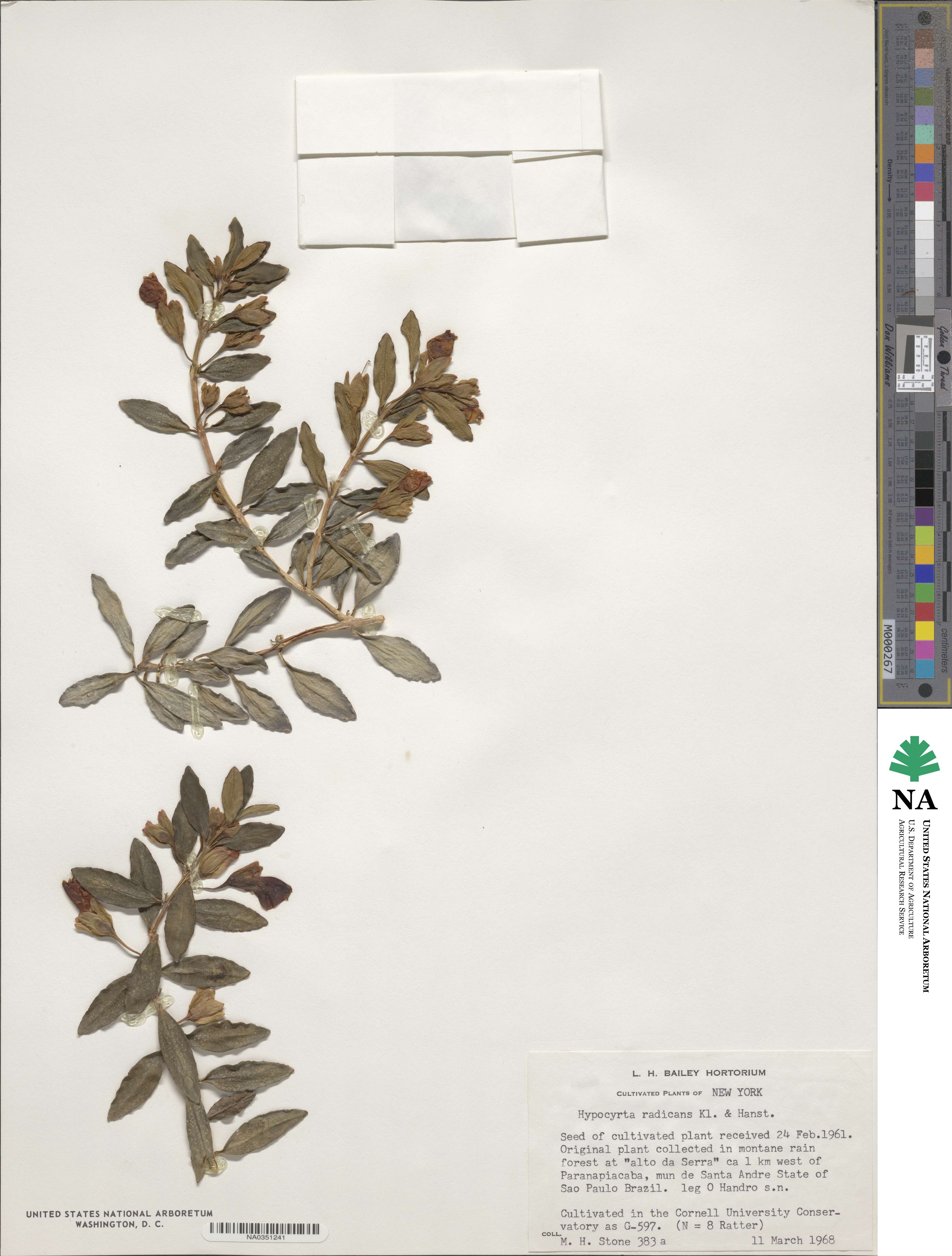 Nematanthus gregarius image